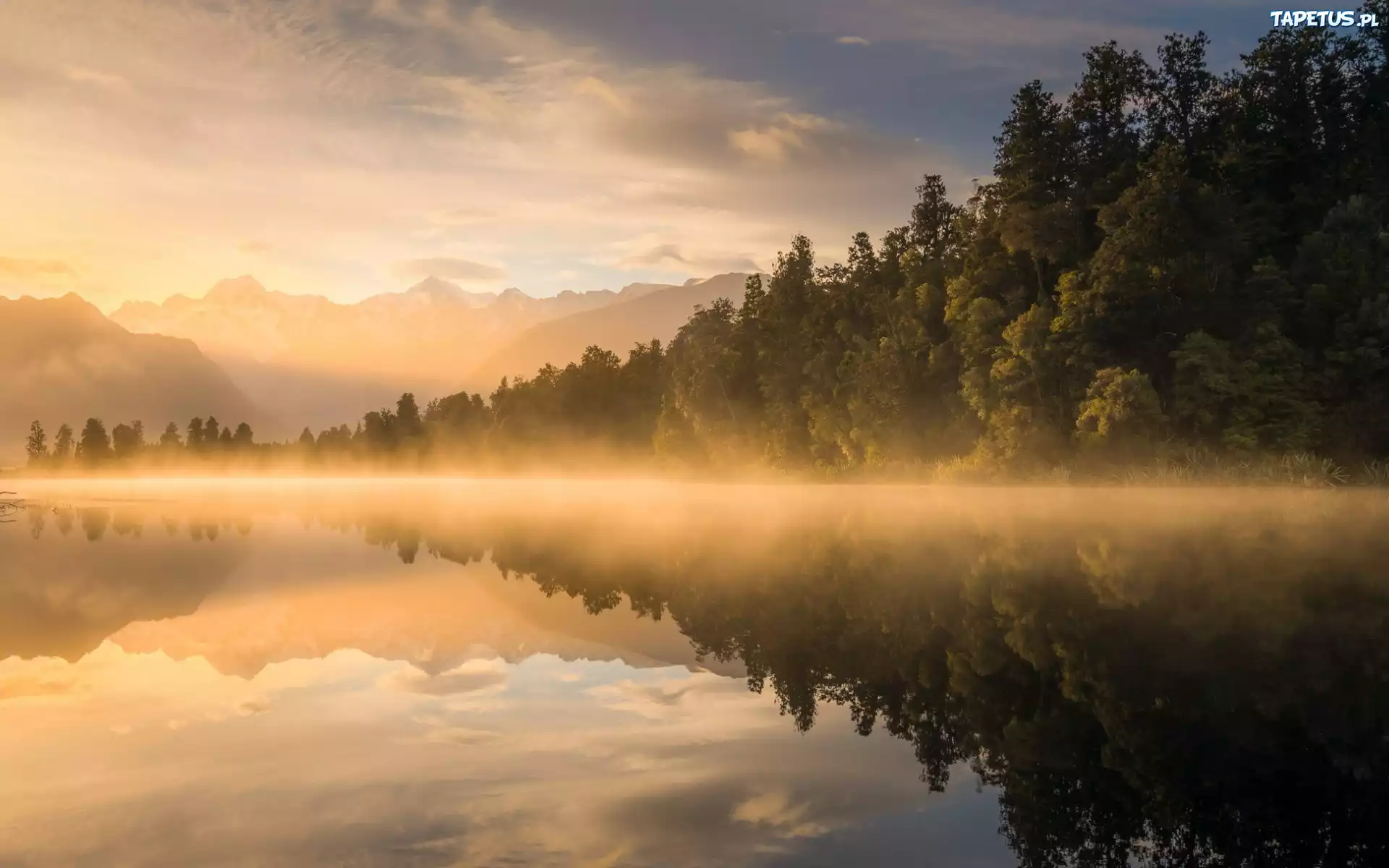 Las, Drzewa, Mgła, Jezioro