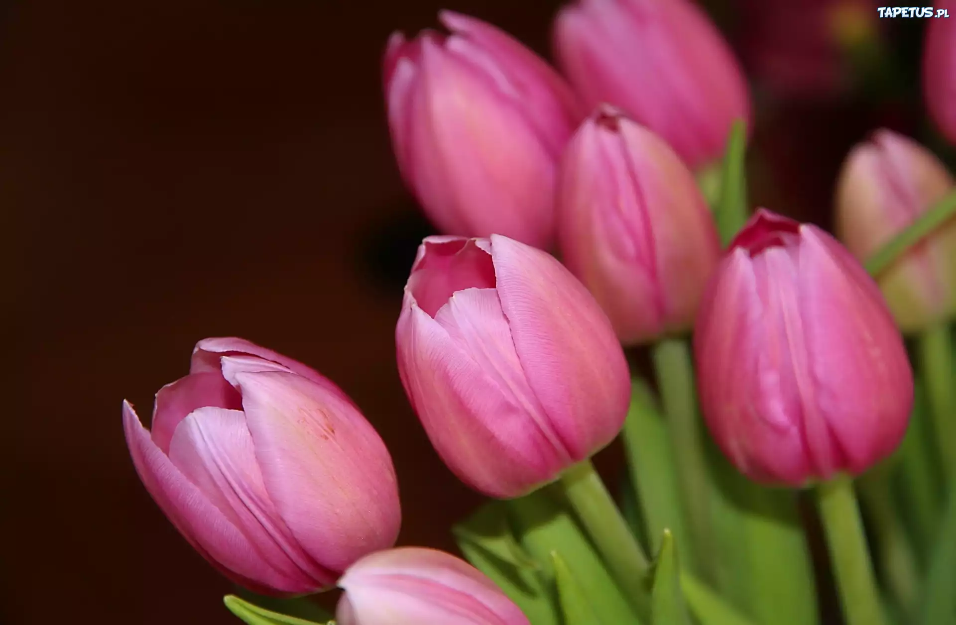 Tulipany