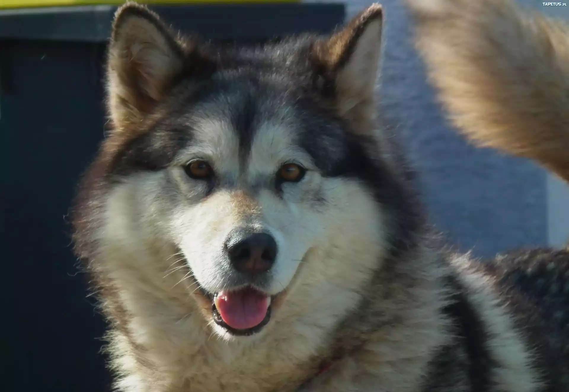 Pies, Alaskan Malamute