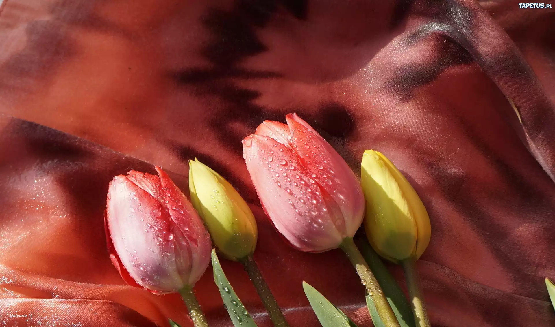 Kwiaty, Tulipany, Czerwone, Żółte, Krople