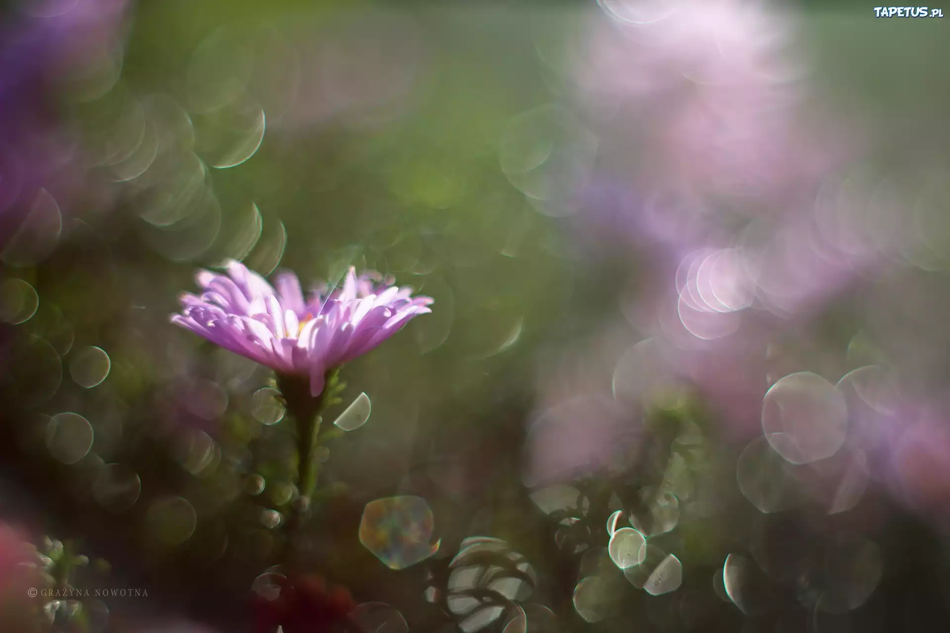 Aster, Fioletowy, Bokeh