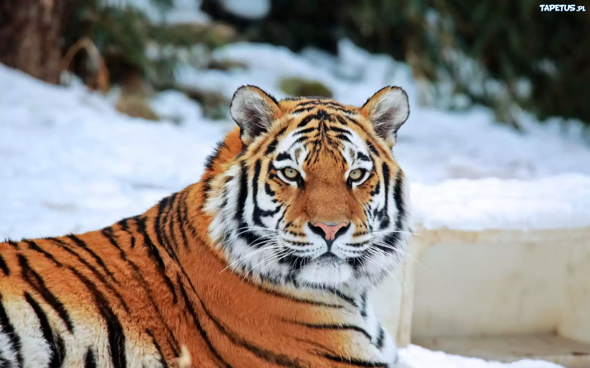 Tygrys, Dziki, Kot, Zwierze, Zoo, Zima