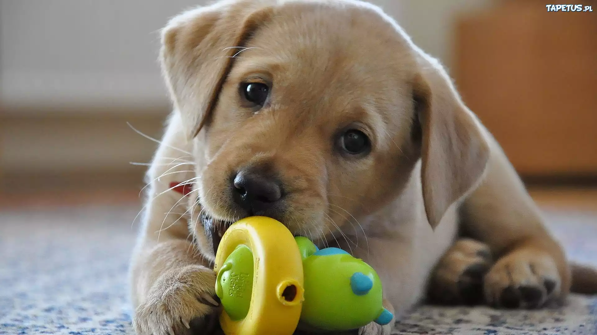 szczeniak, Labrador Retriever, Zabawka