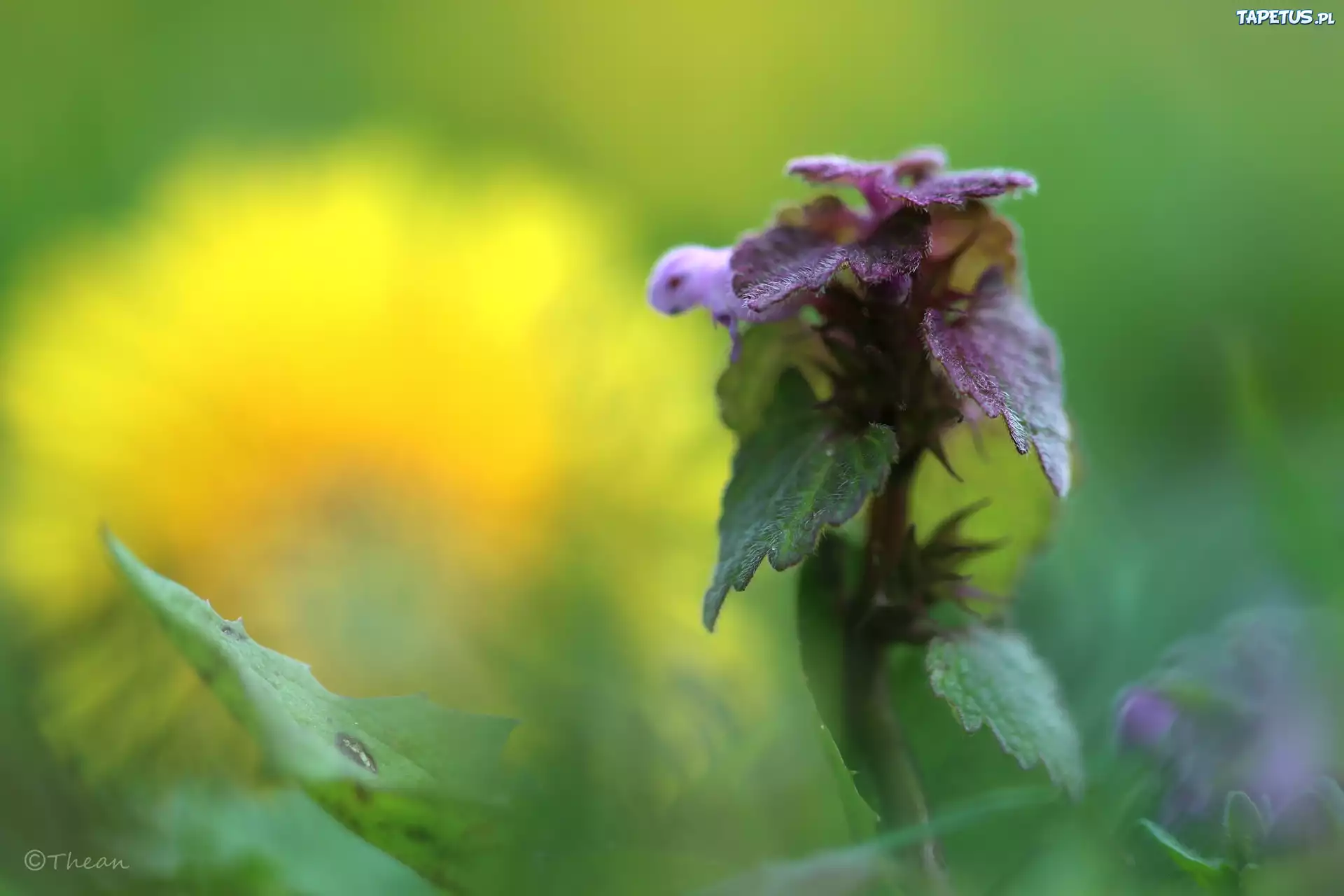 Pokrzywa, Jasnota Purpurowa, Wiosna