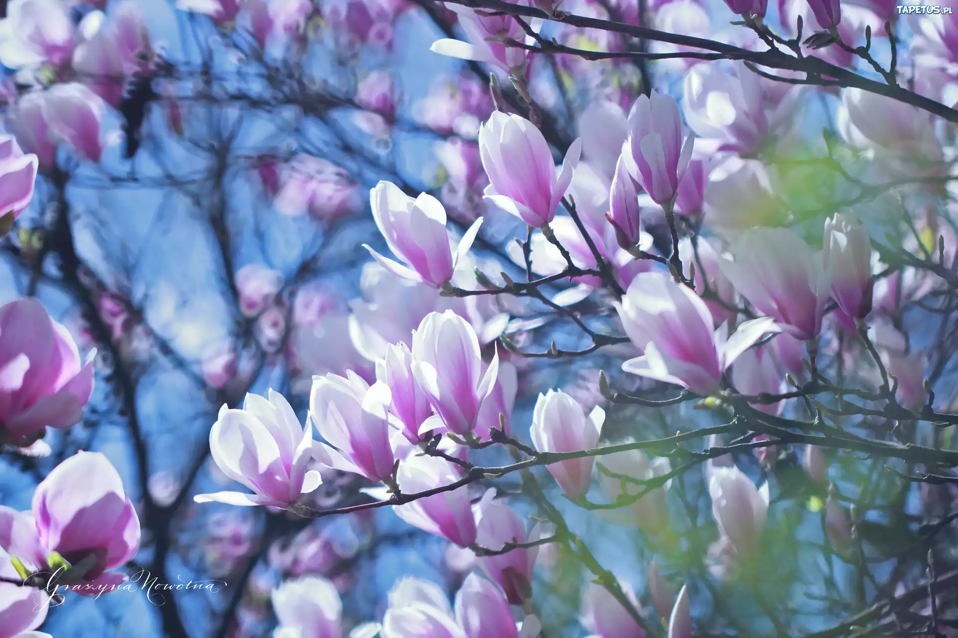 Magnolie, Różowe, Kwiaty, Krzew