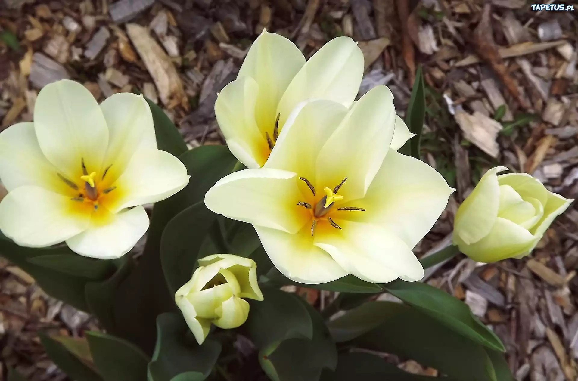 Kwiaty, Tulipany