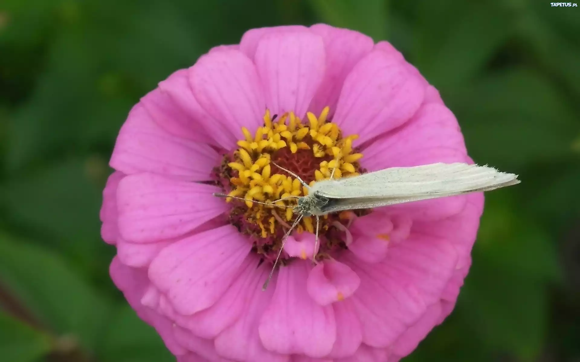 Motyl, Bielinek, Kwiat