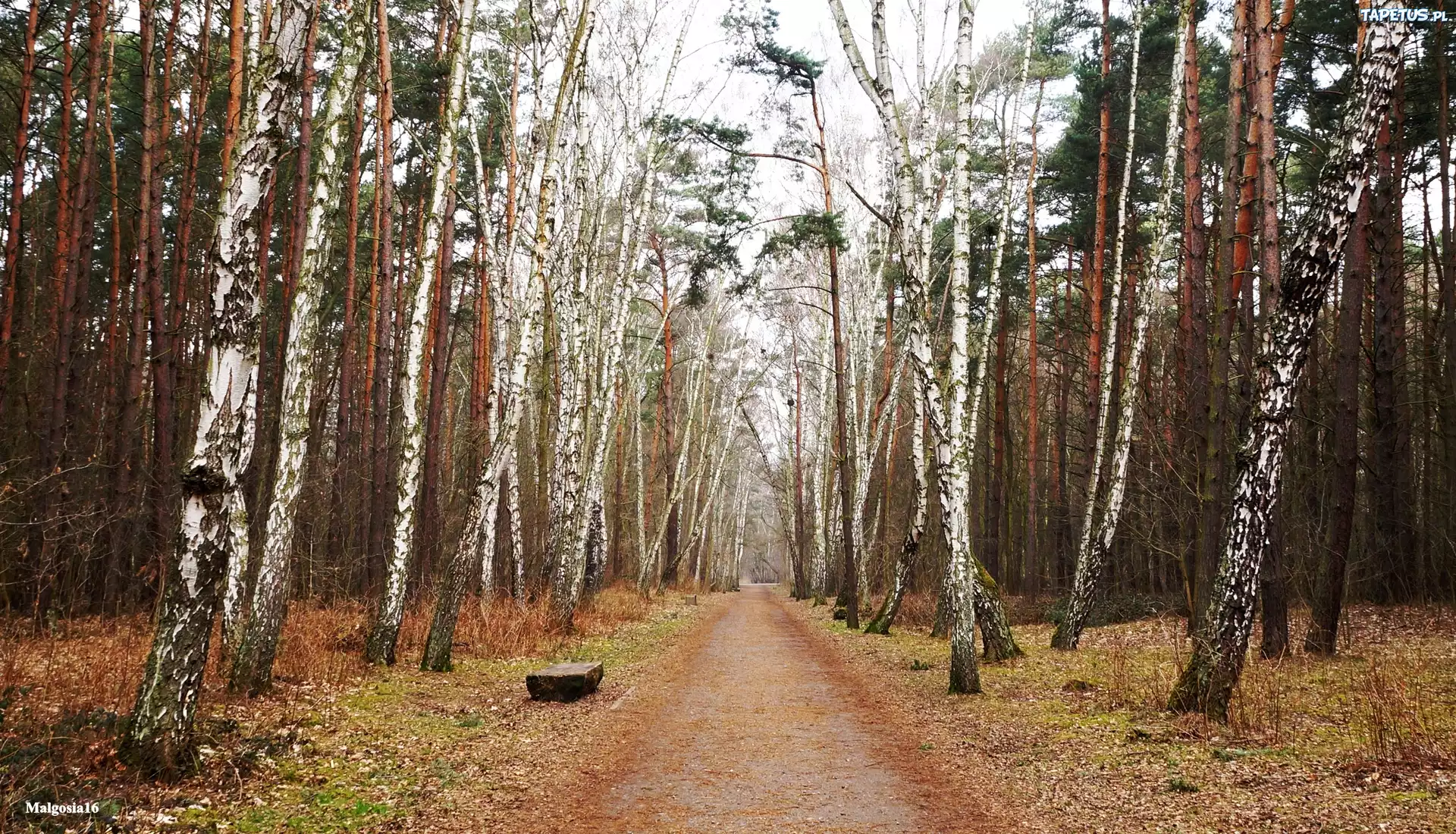 Park, Droga, Drzewa