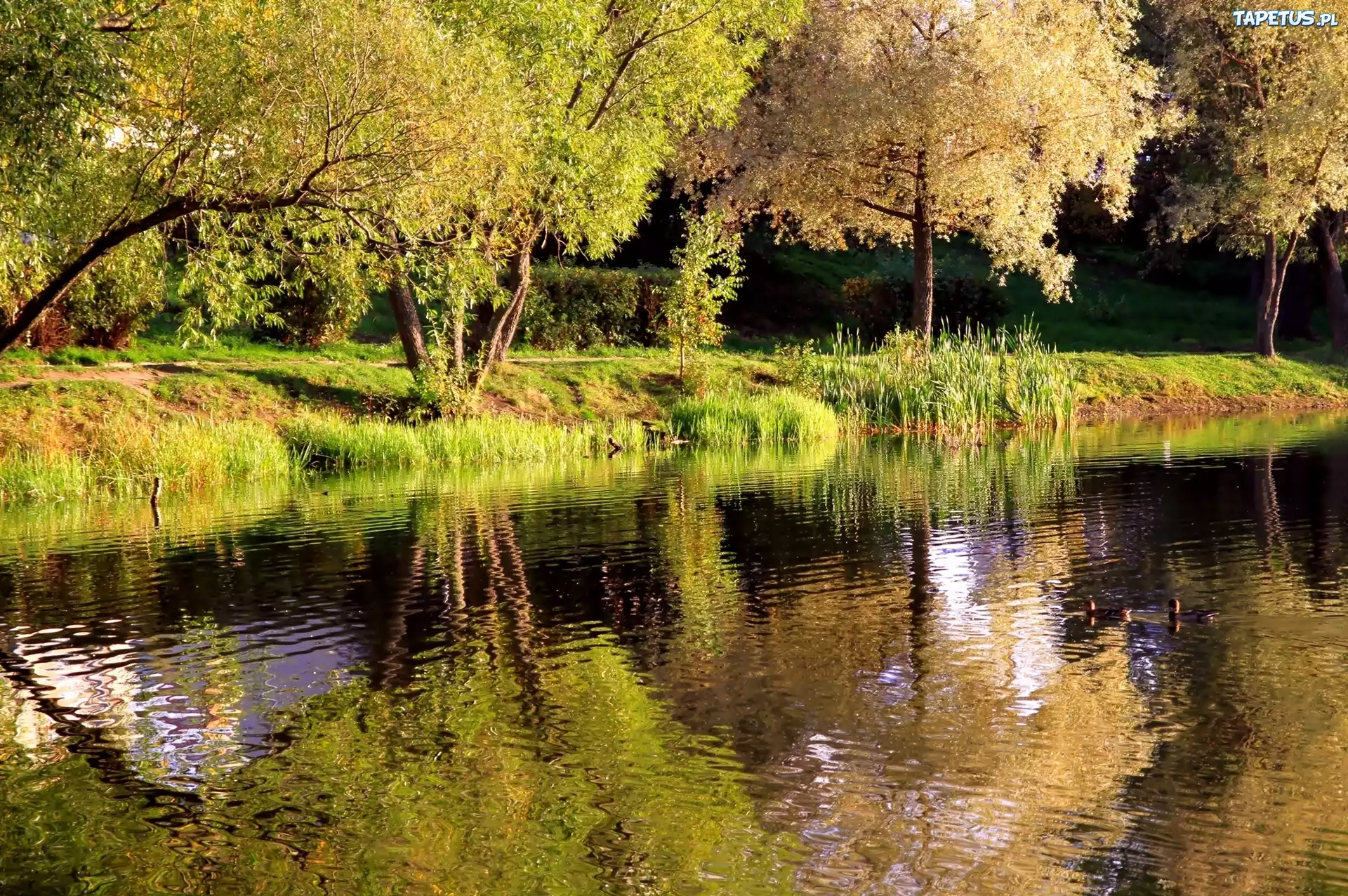 Jesień, Park, Rzeka