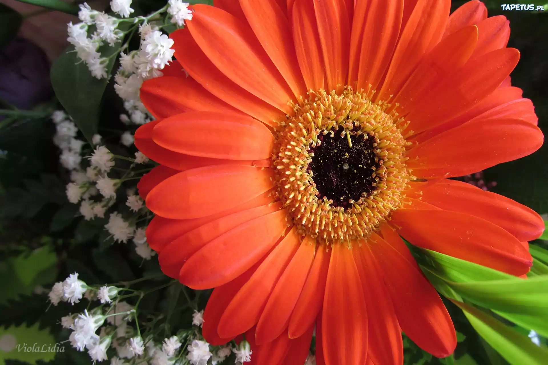 Gerbera, Gęsiówka