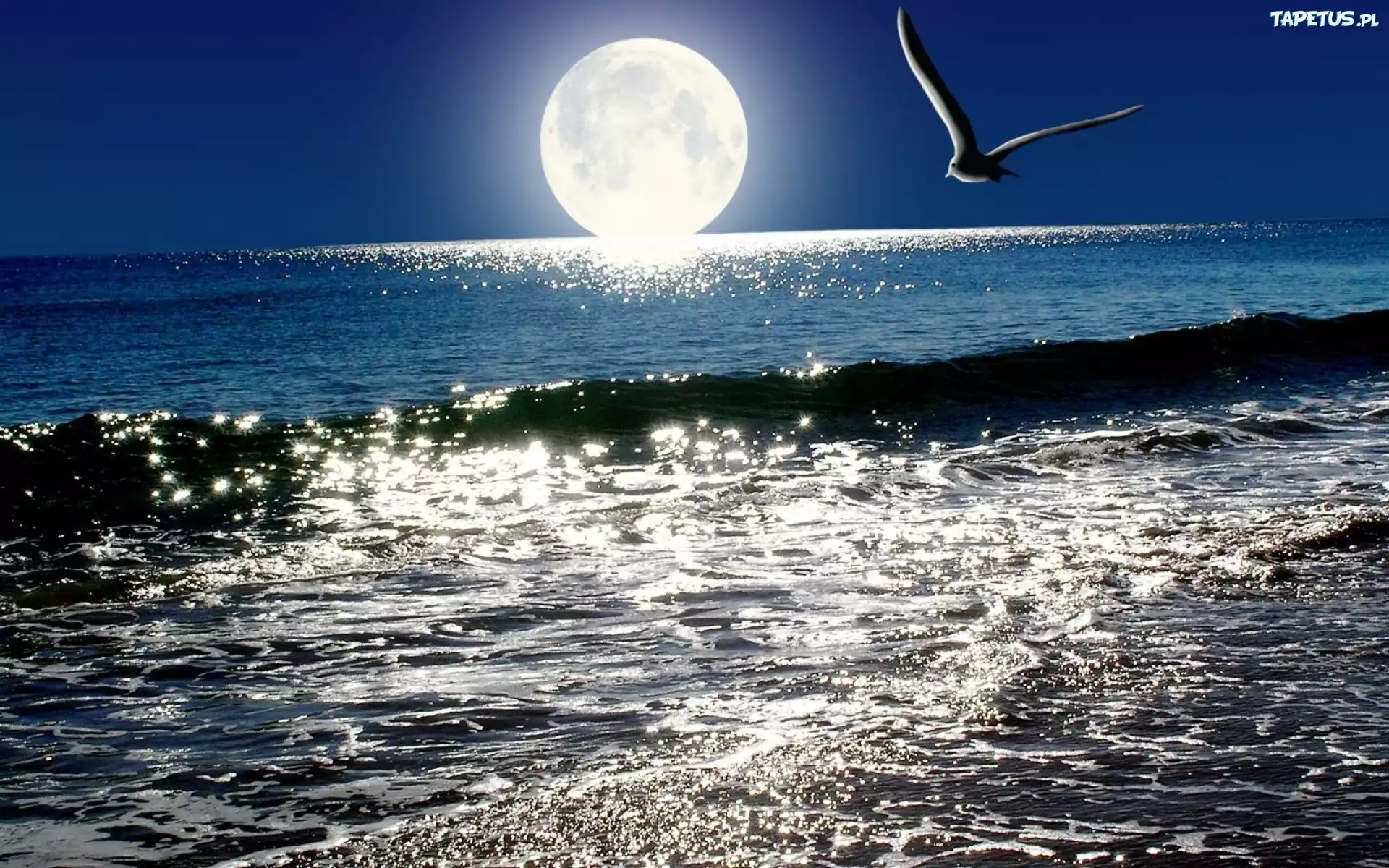 Притяжение воды в океанах луной. Ночное море. Ночь в море. Луна и море. Ночная Луна.