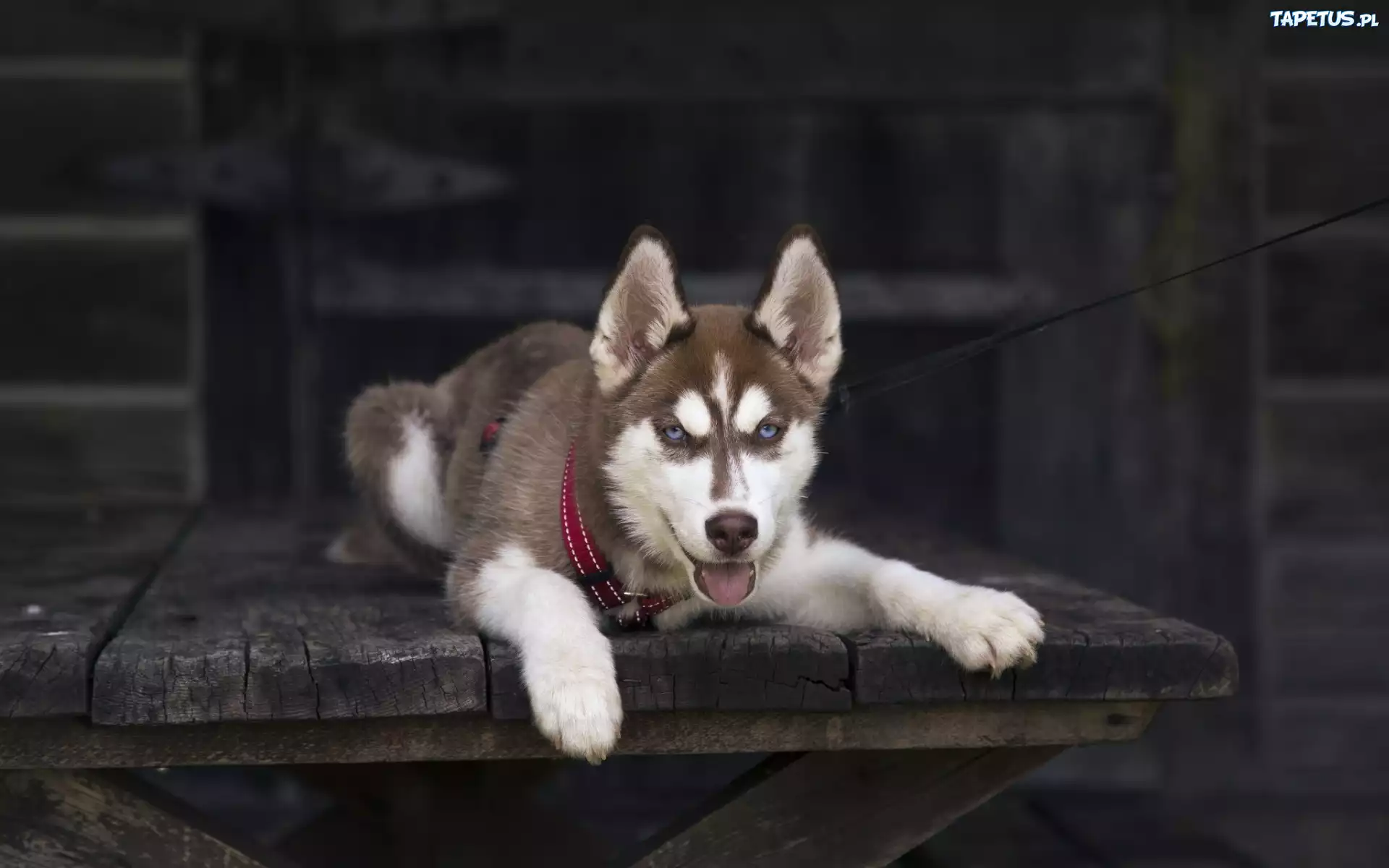 Leżący, Siberian, Husky