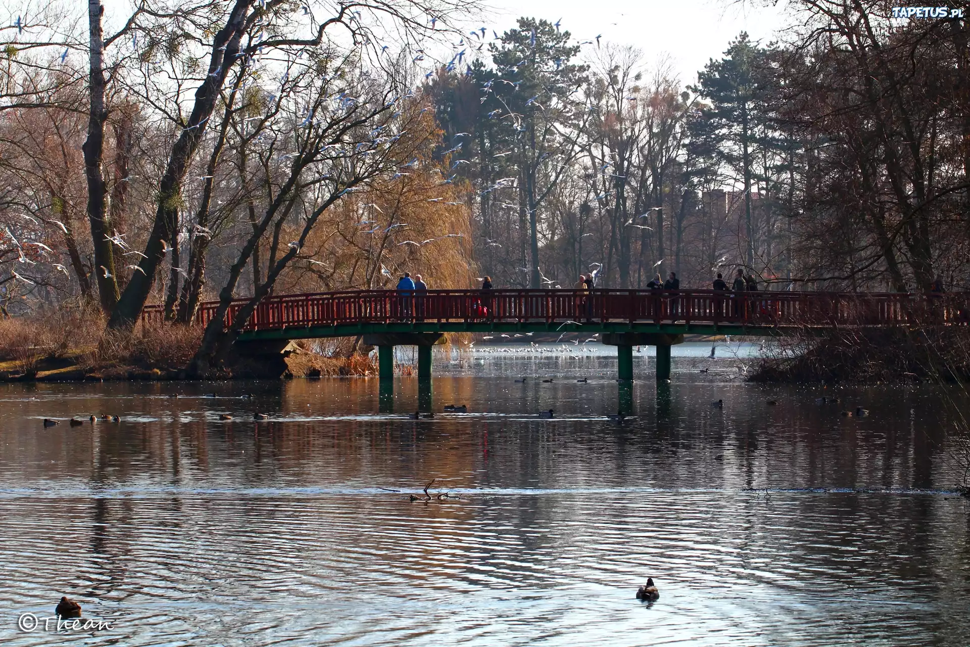 Park, Jezioro, Most, Mewy