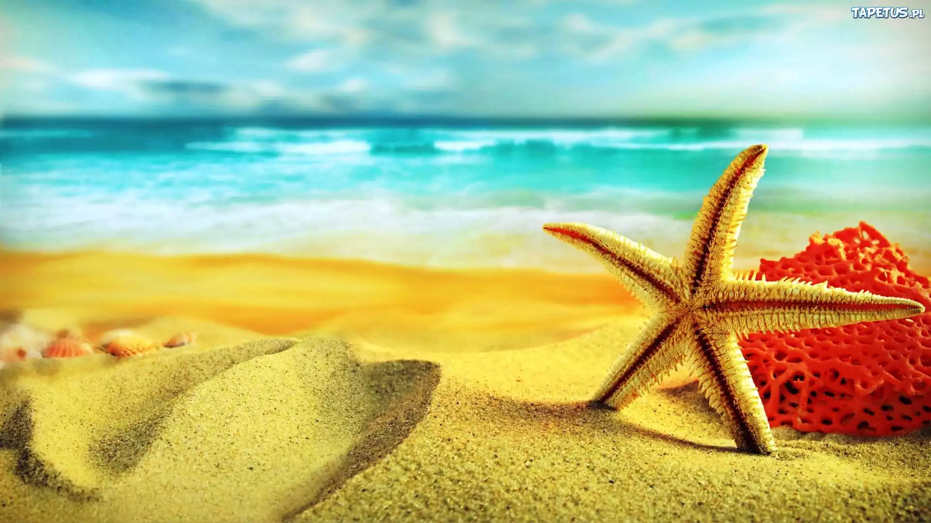 природа раковины песок пляж морская звезда nature shell sand the beach sea star без смс