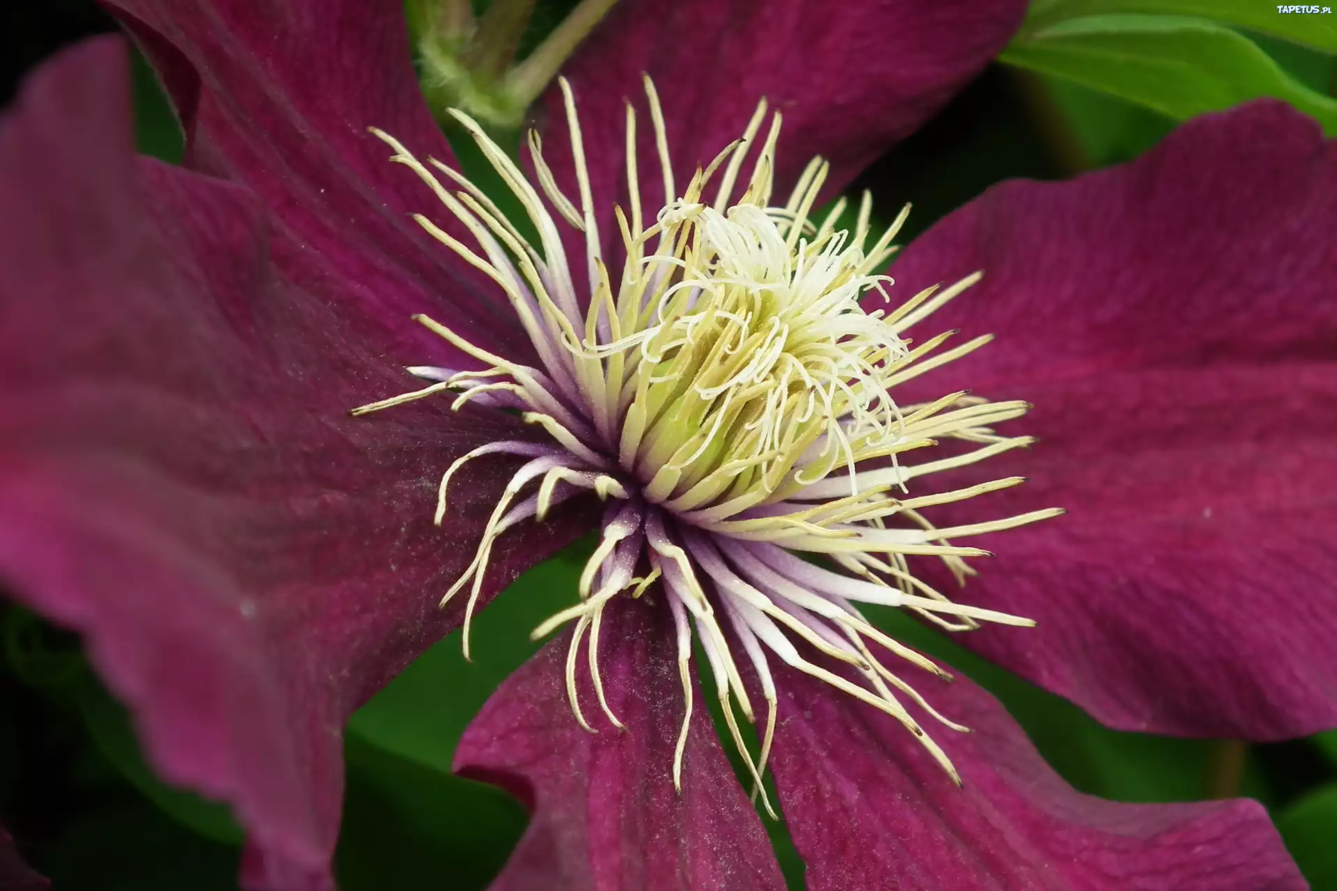 Przyroda, Kwiat, Clematis