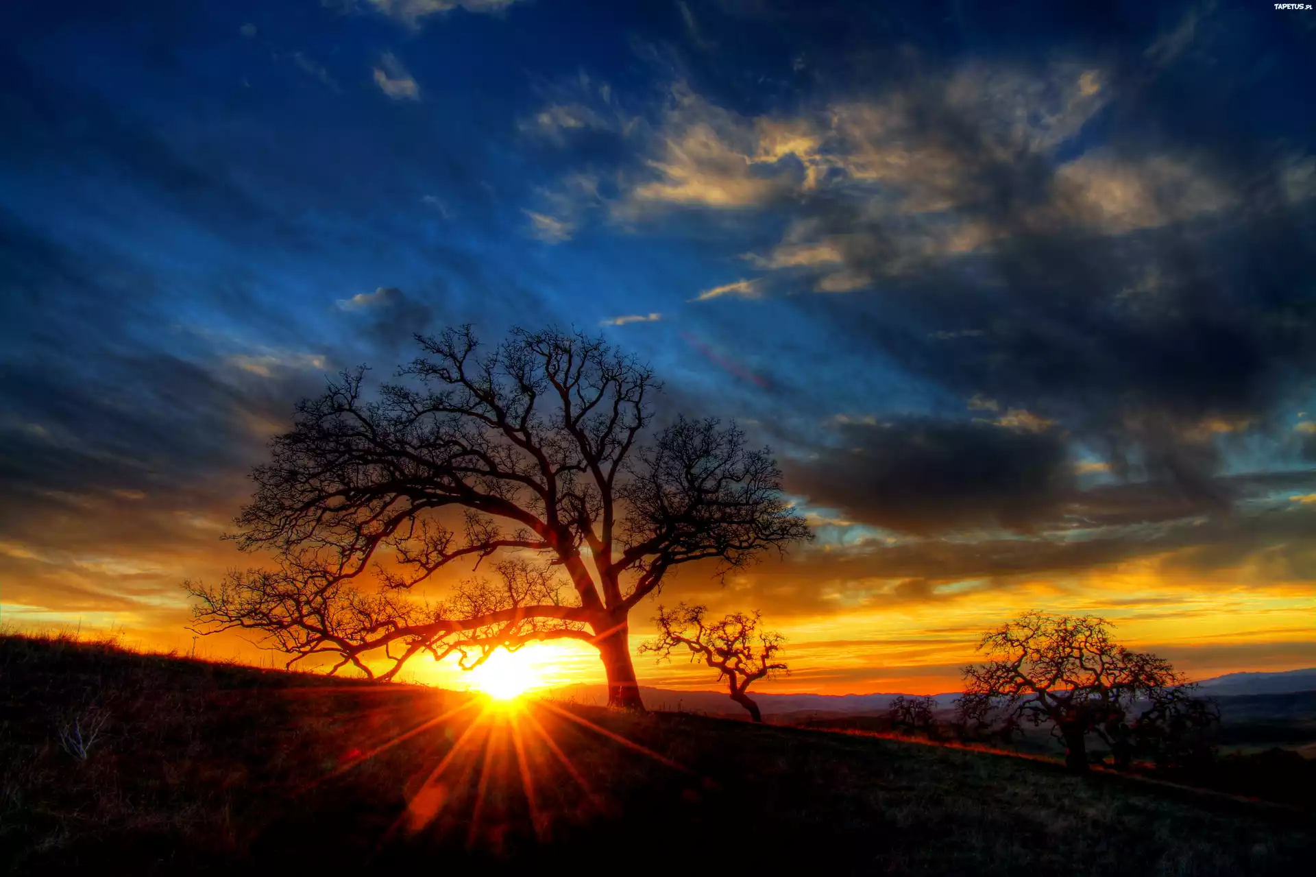 дерево солнце закат скачать