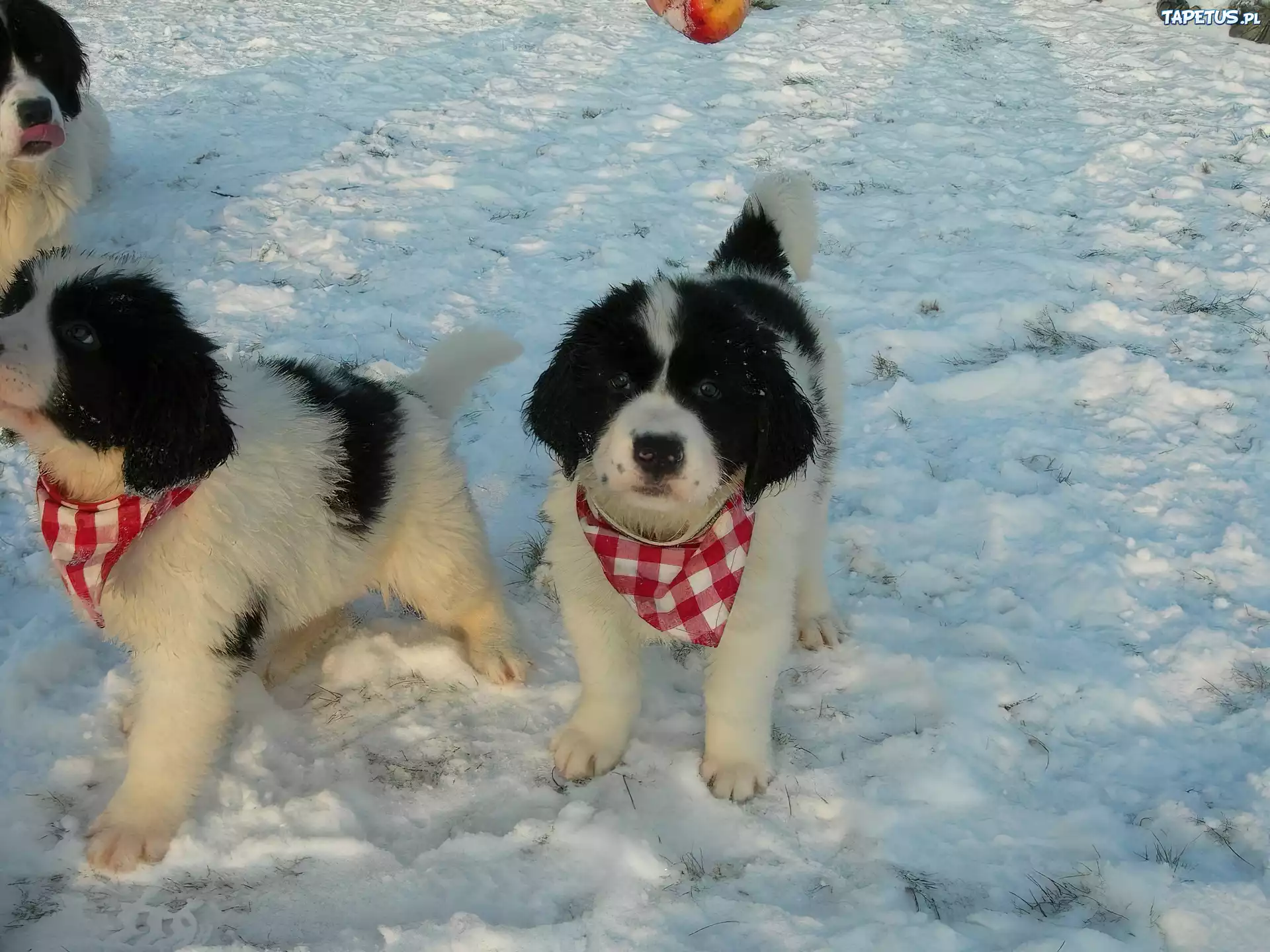Landseer, chustki, kratka