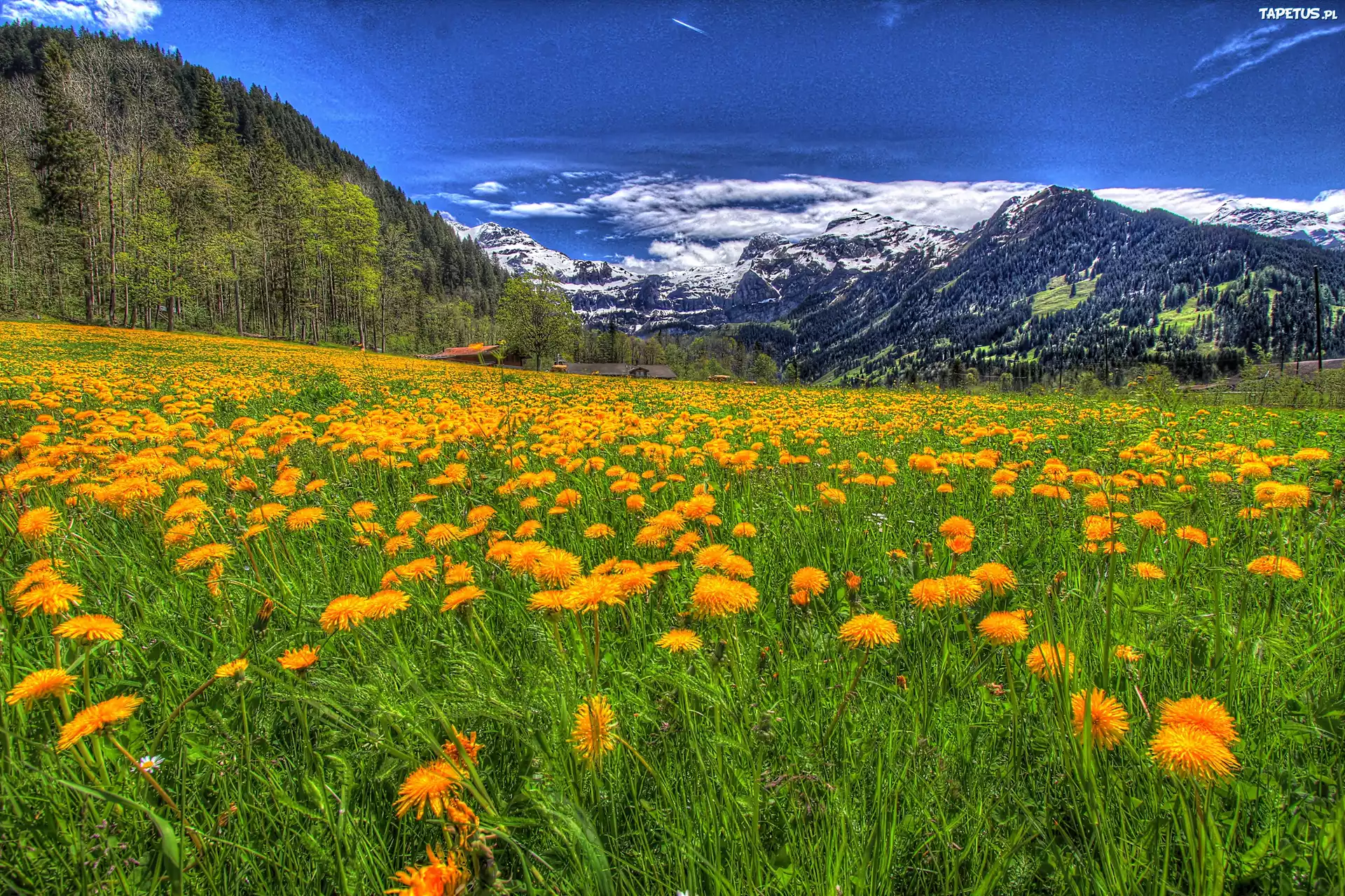 горы трава цветы небо без смс