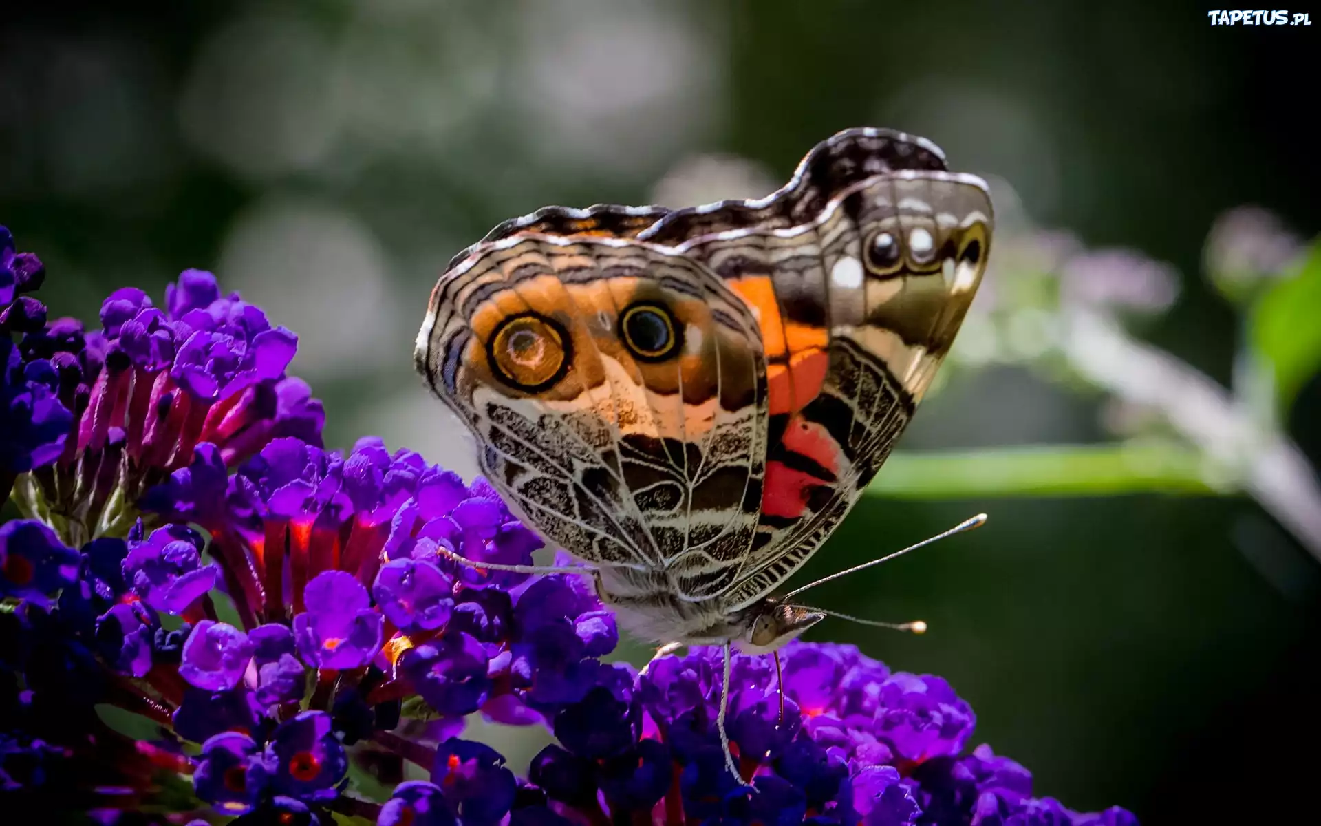 Kolorowy, Motyl, Fioletowe, Kwiaty
