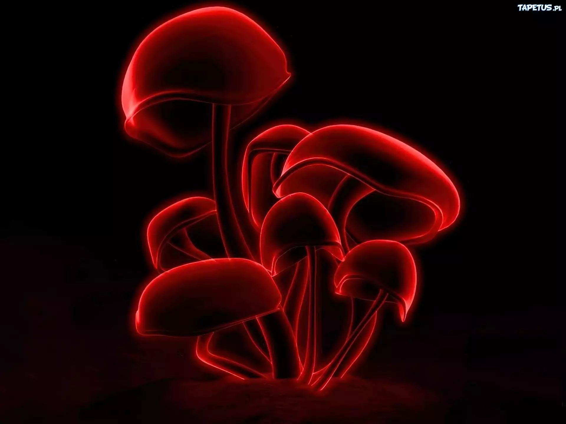 3D, Wektorowa,czerwone, grzyby