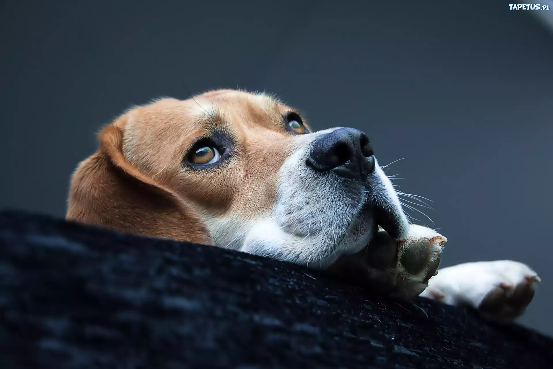 Beagle, Mordka