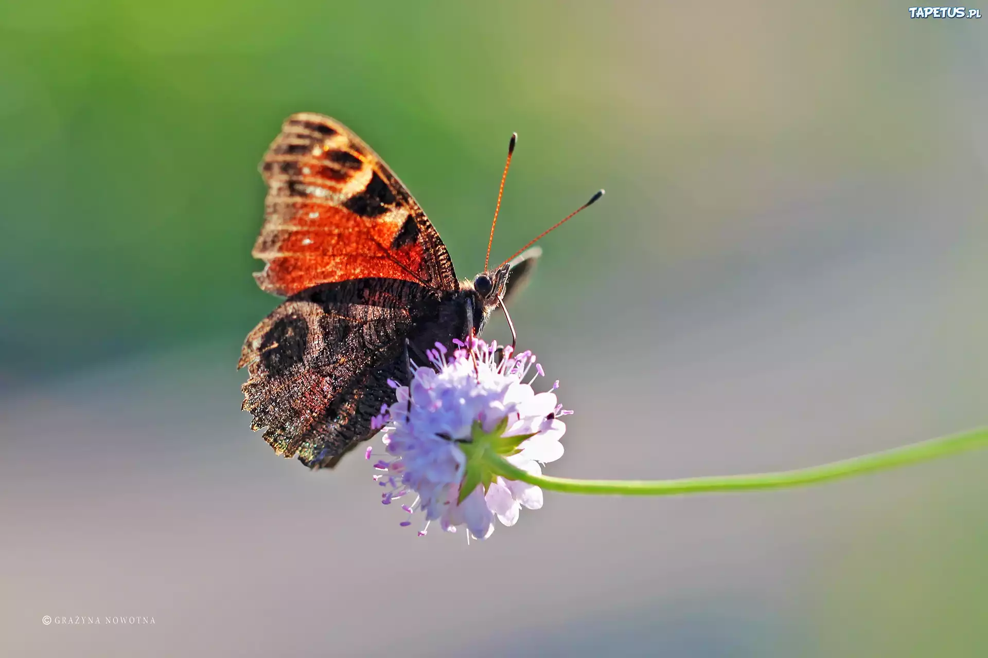 Rusałka, Pawik, Motyl, Owad
