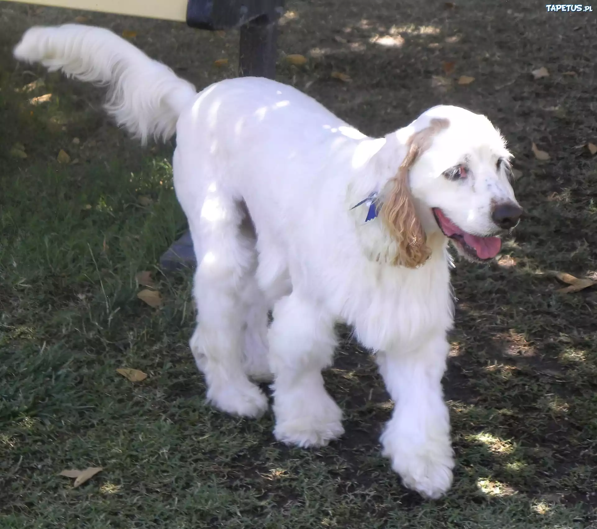 Clumber spaniel
