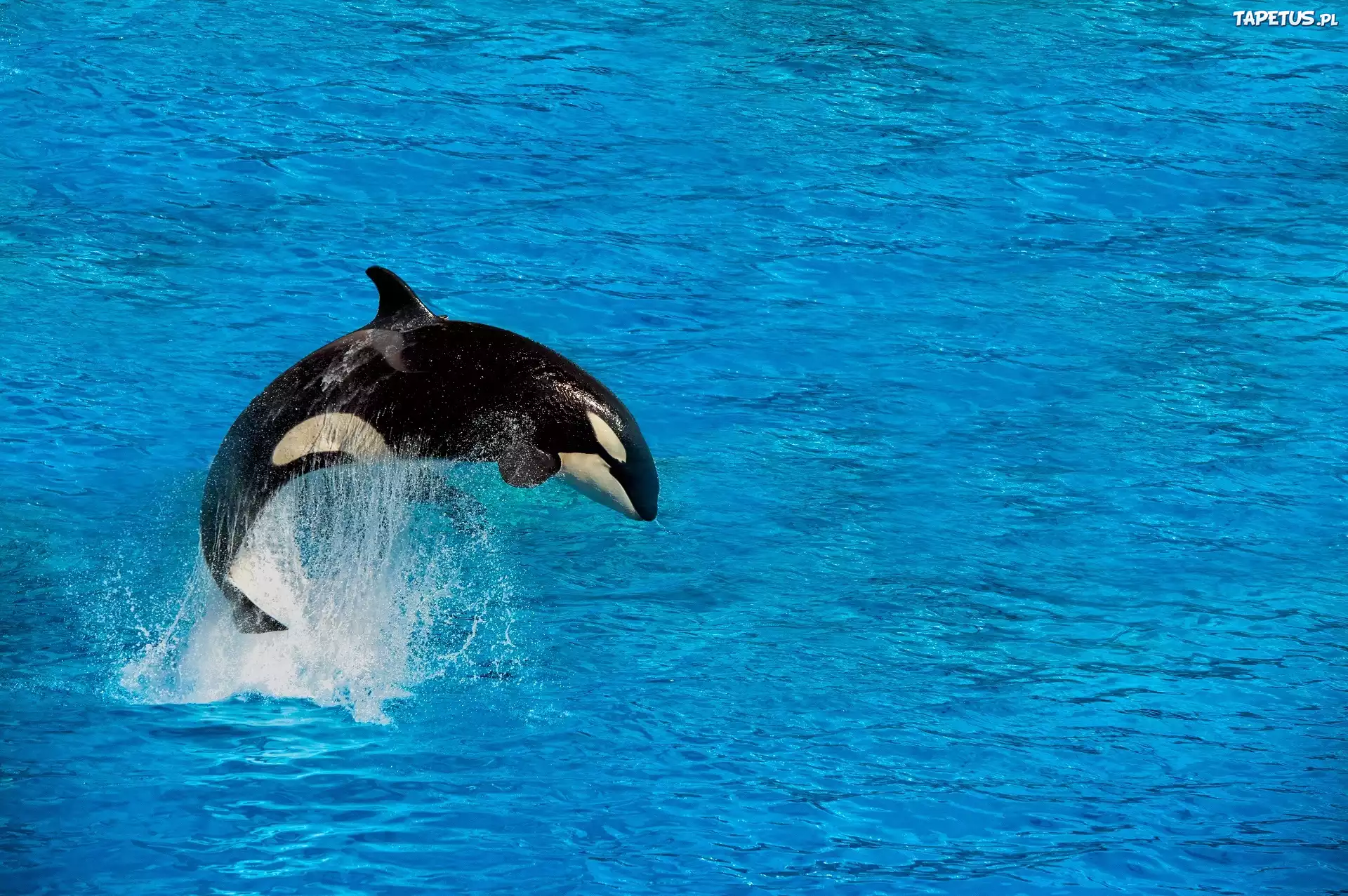 Orka, Morze