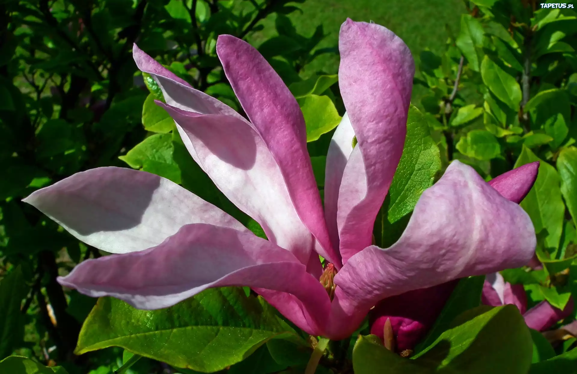 Krzew, Magnolia