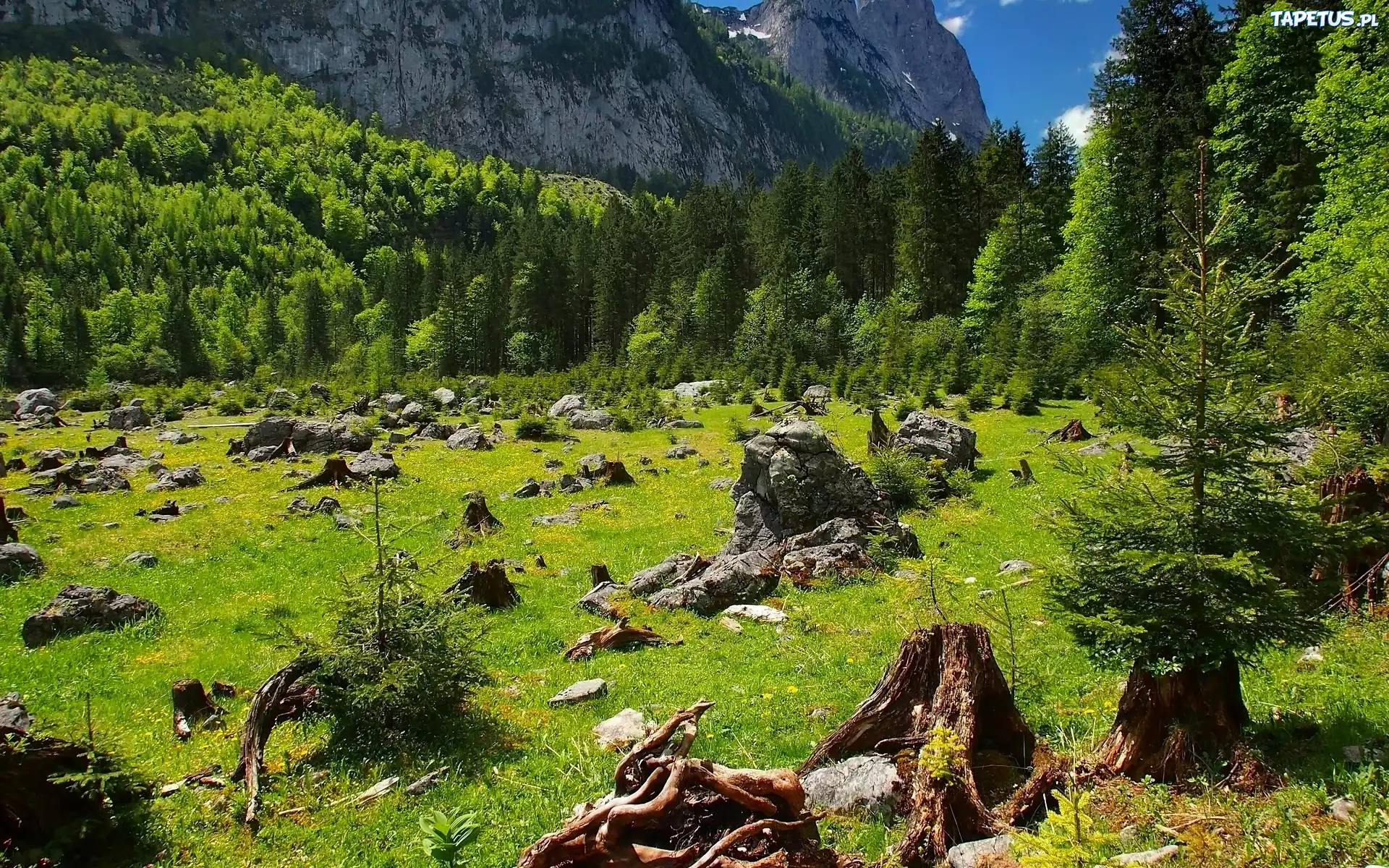Góry, Las, Pniaki, Drzewa