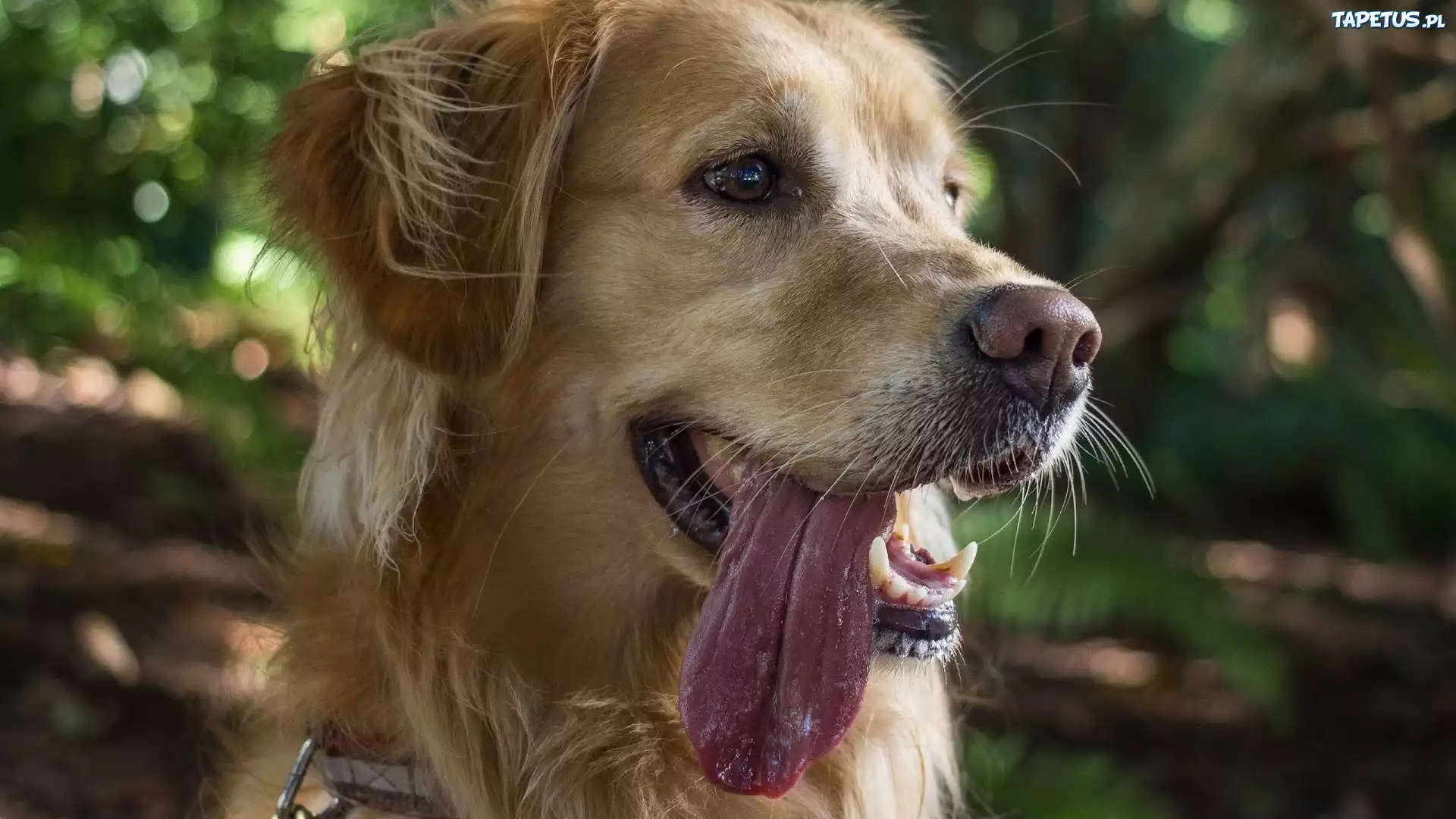 Pies, Golden, Retriever, Język