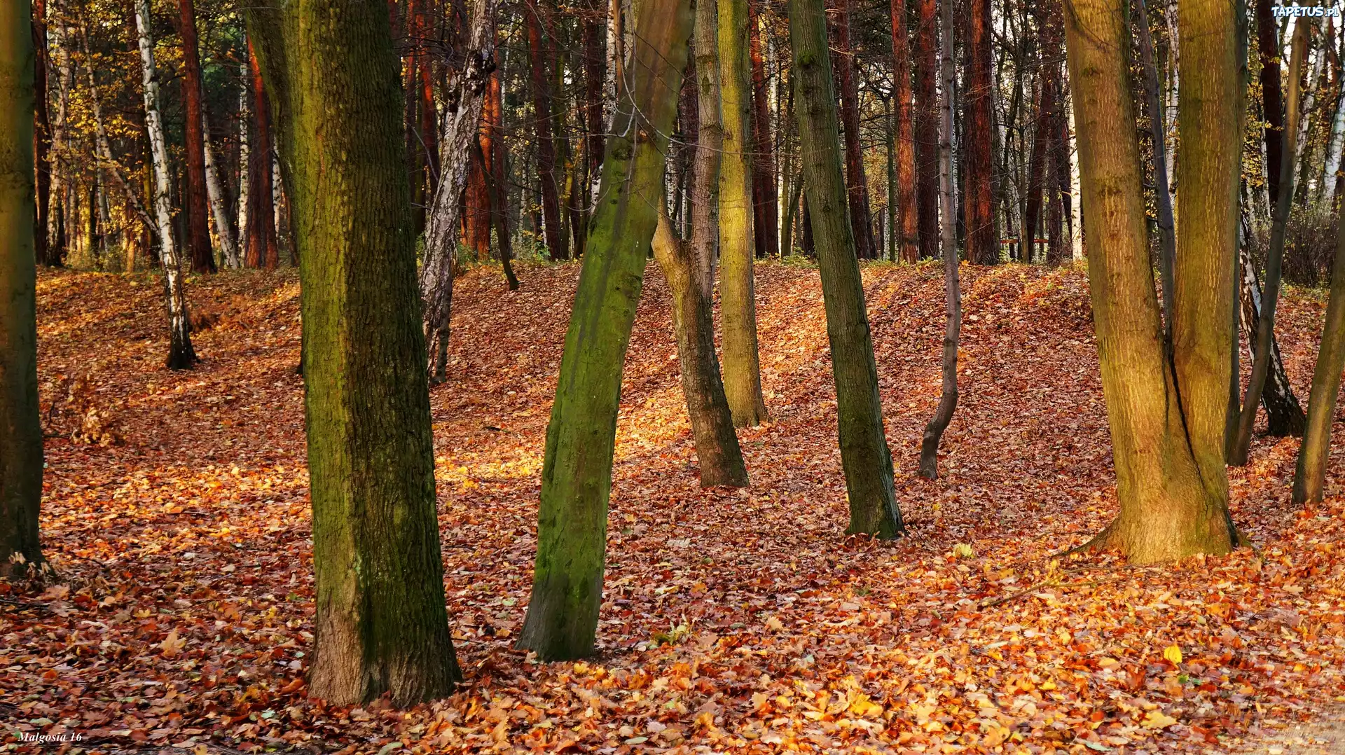 Park, Jesień, Dtzewa