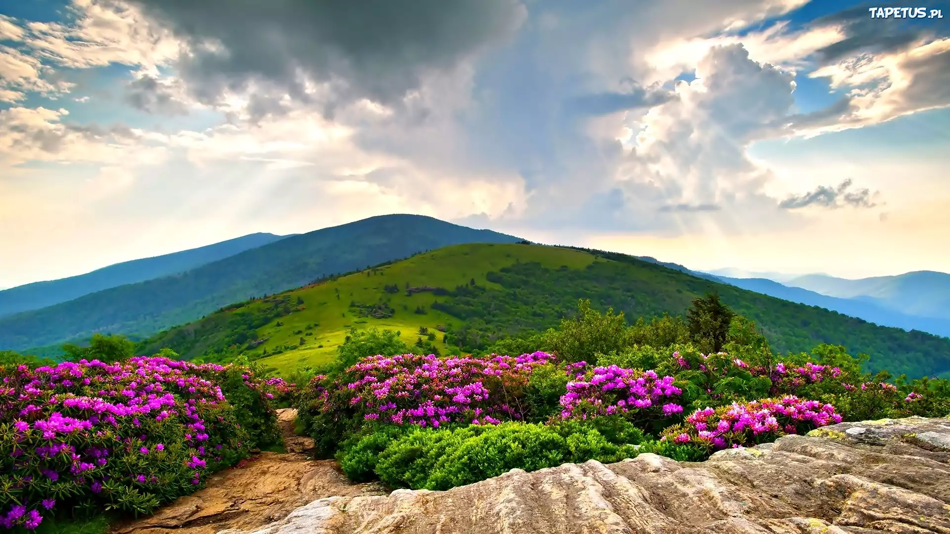 Góry, Krzewy, Rododendron, Zieleń