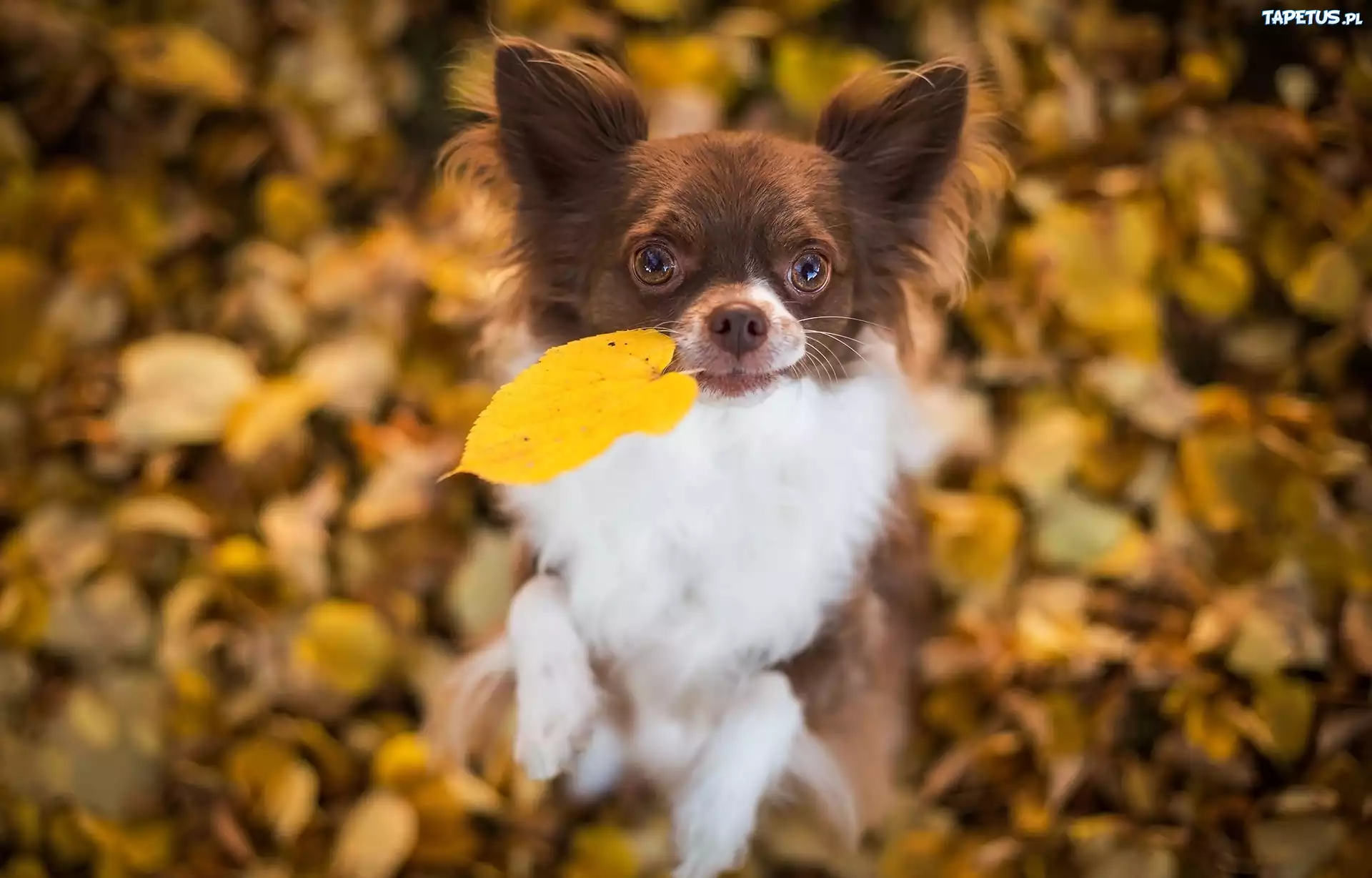 Pies, Chihuahua, Jesienne, Liście