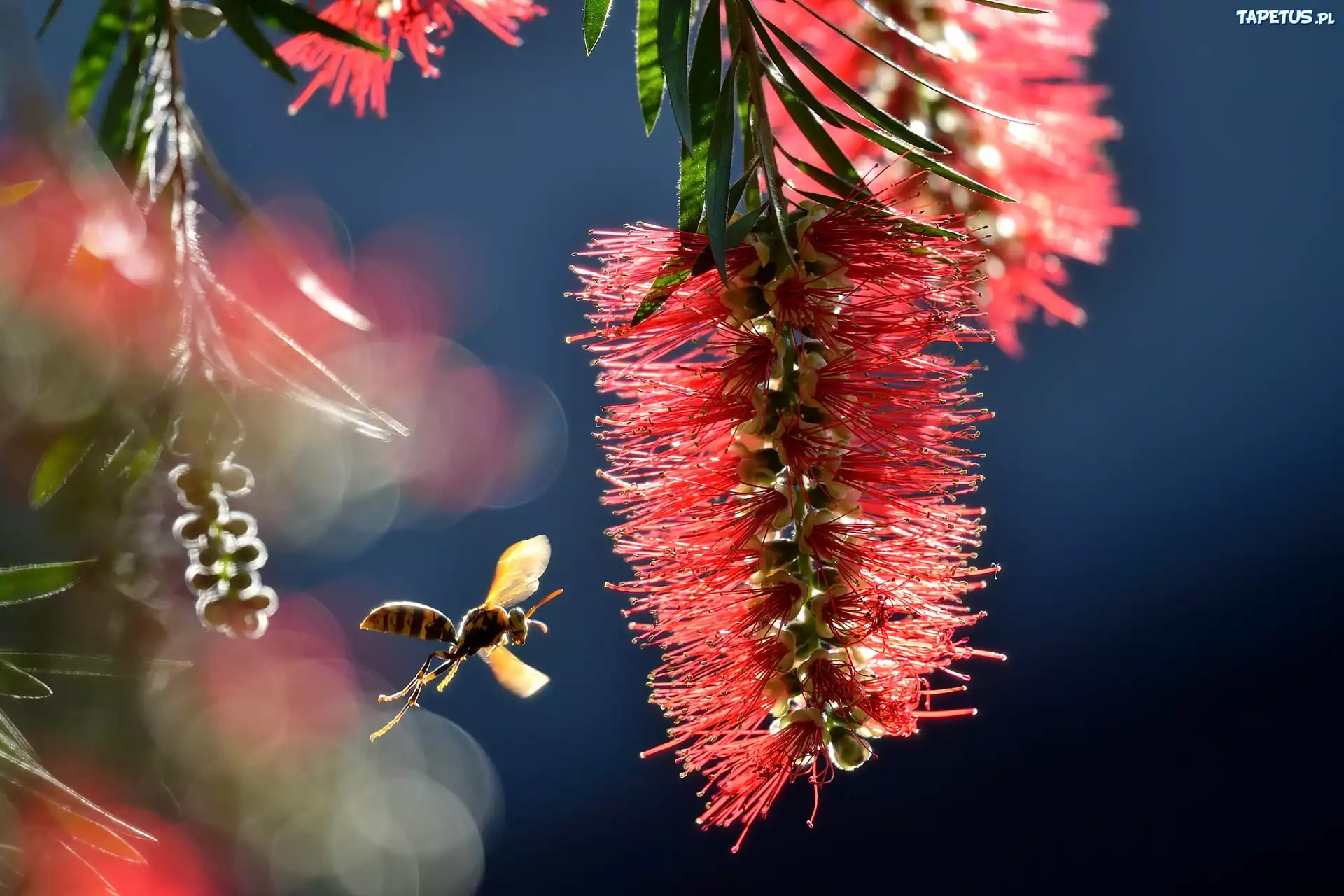 Callistemon, Kwiatostan, Osa, Makro