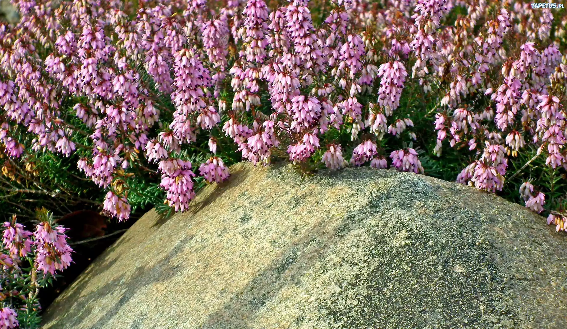 Rośliny, Wrzosiec