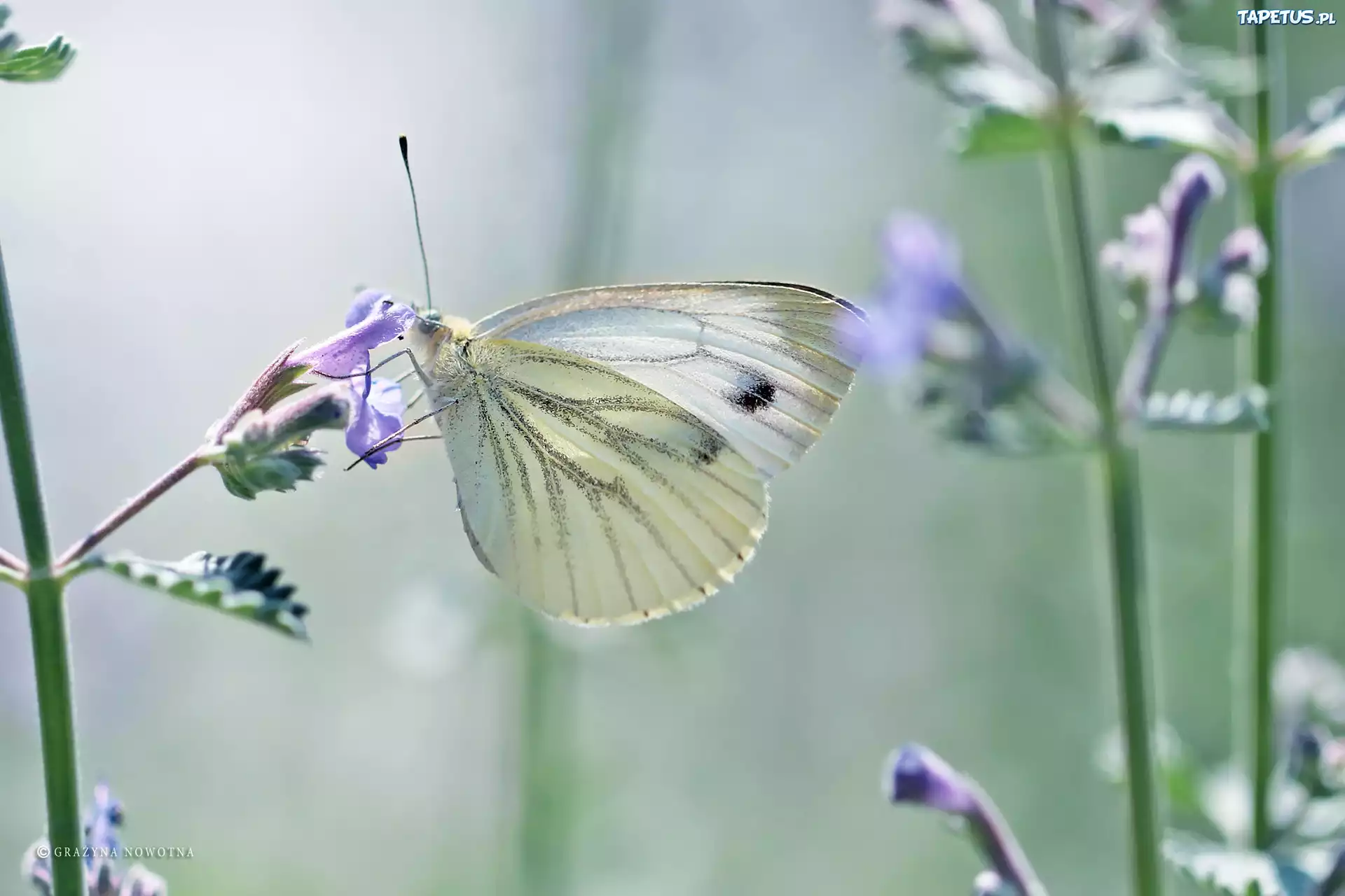 Biały, Motyl, Bielinek