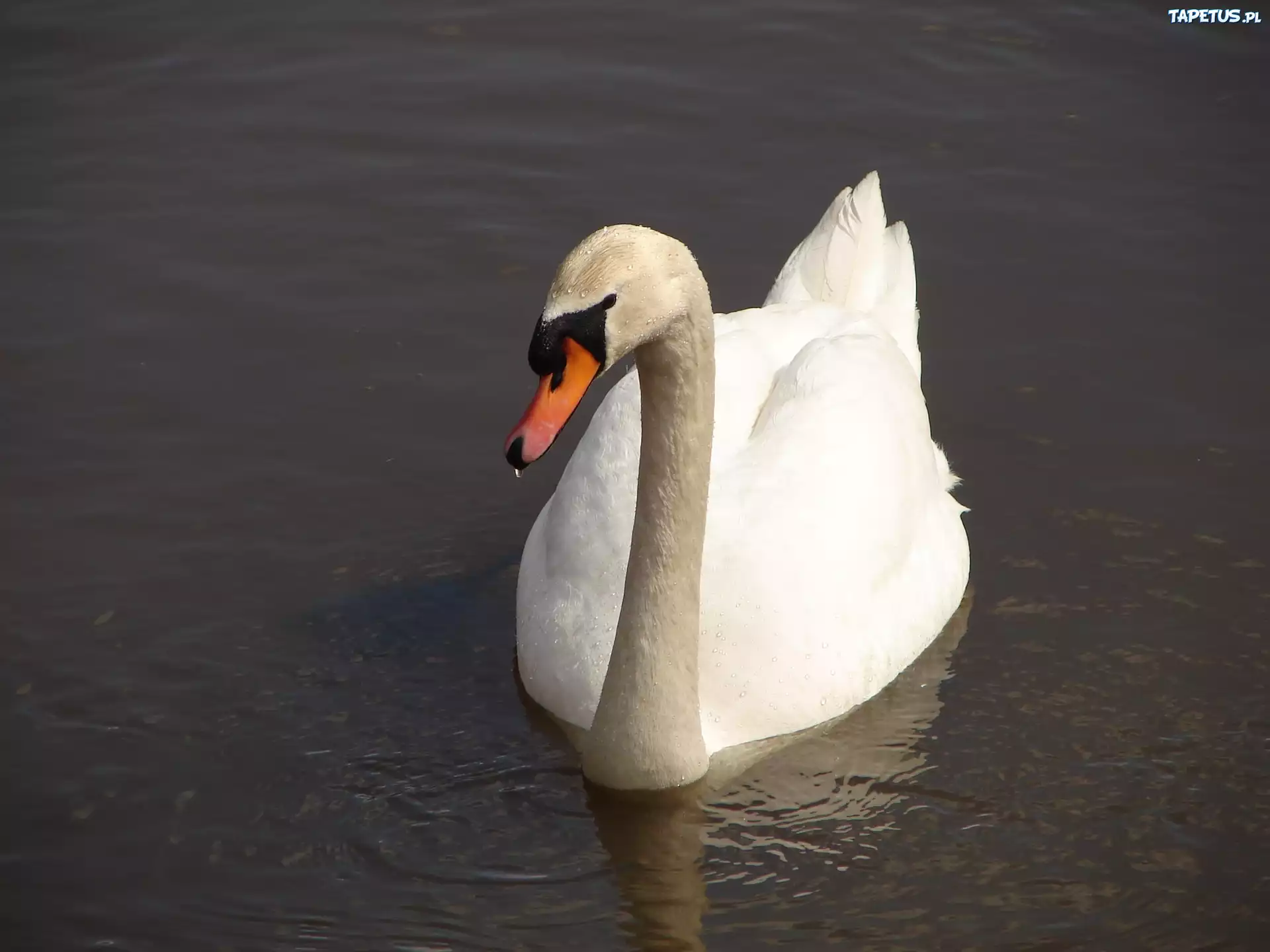 Łabędź, Staw