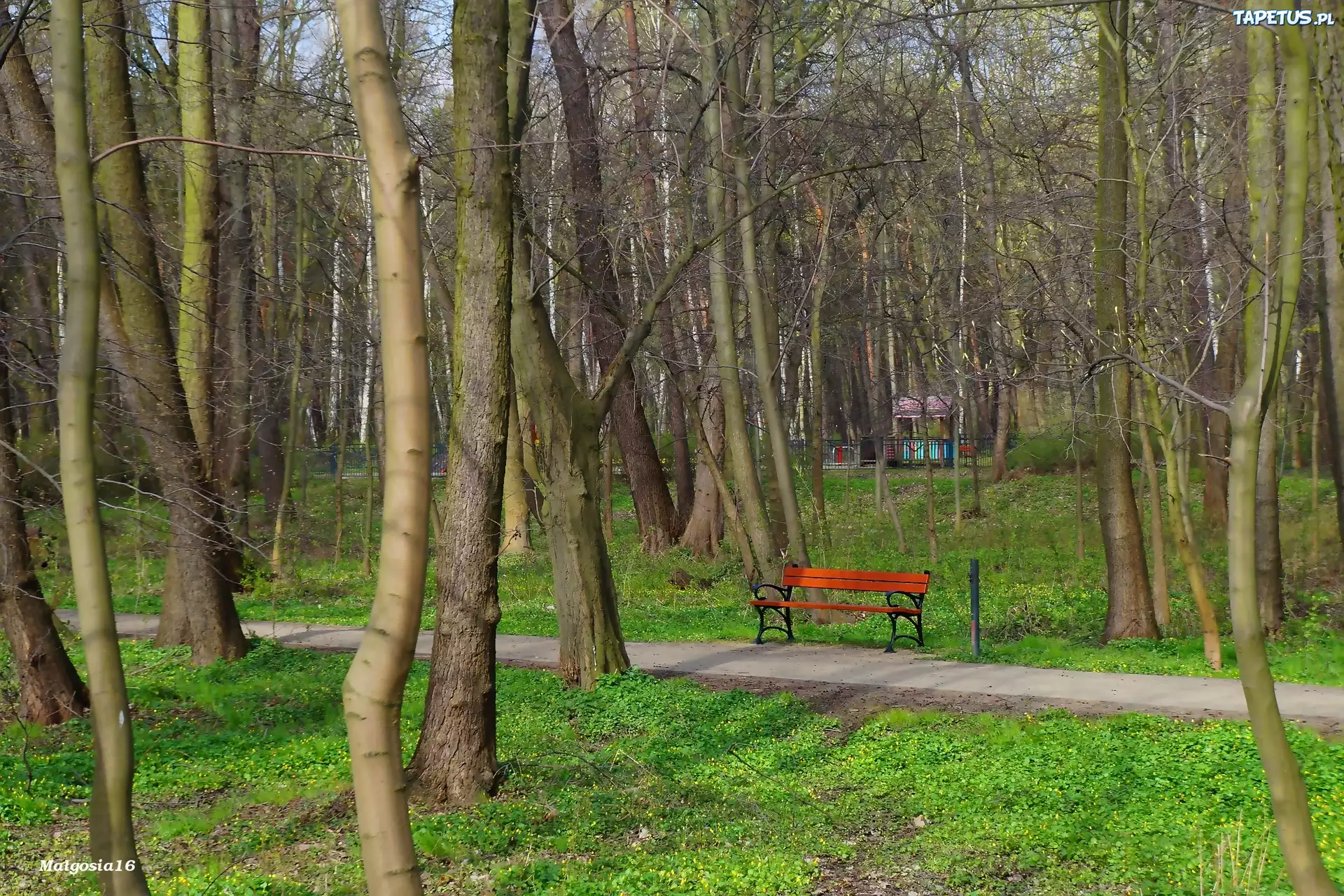 Park, Ławka, Drzewa, Zieleń, Alejka
