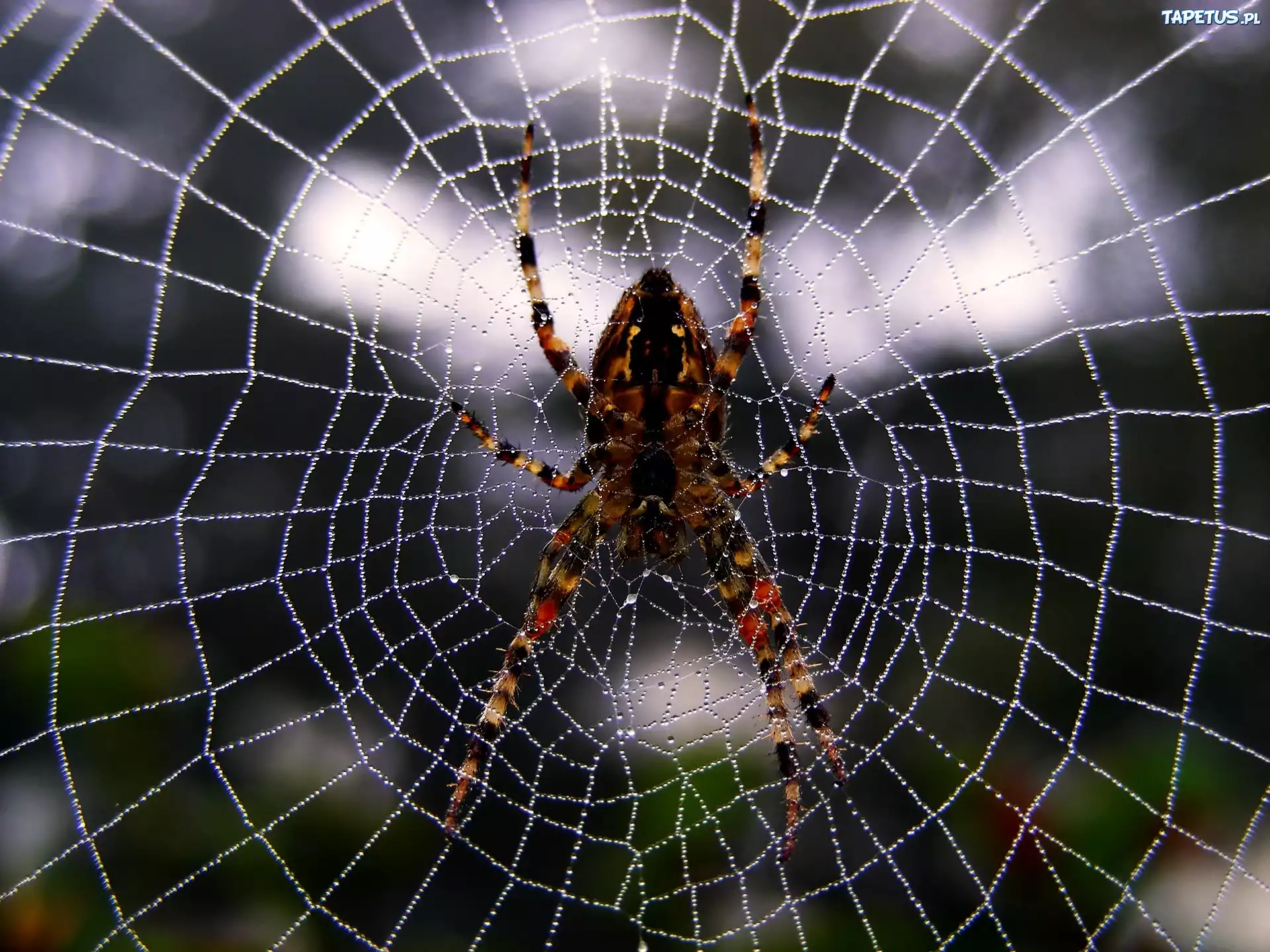 Pająk, Krzyżak, Pajęczyna, Krople