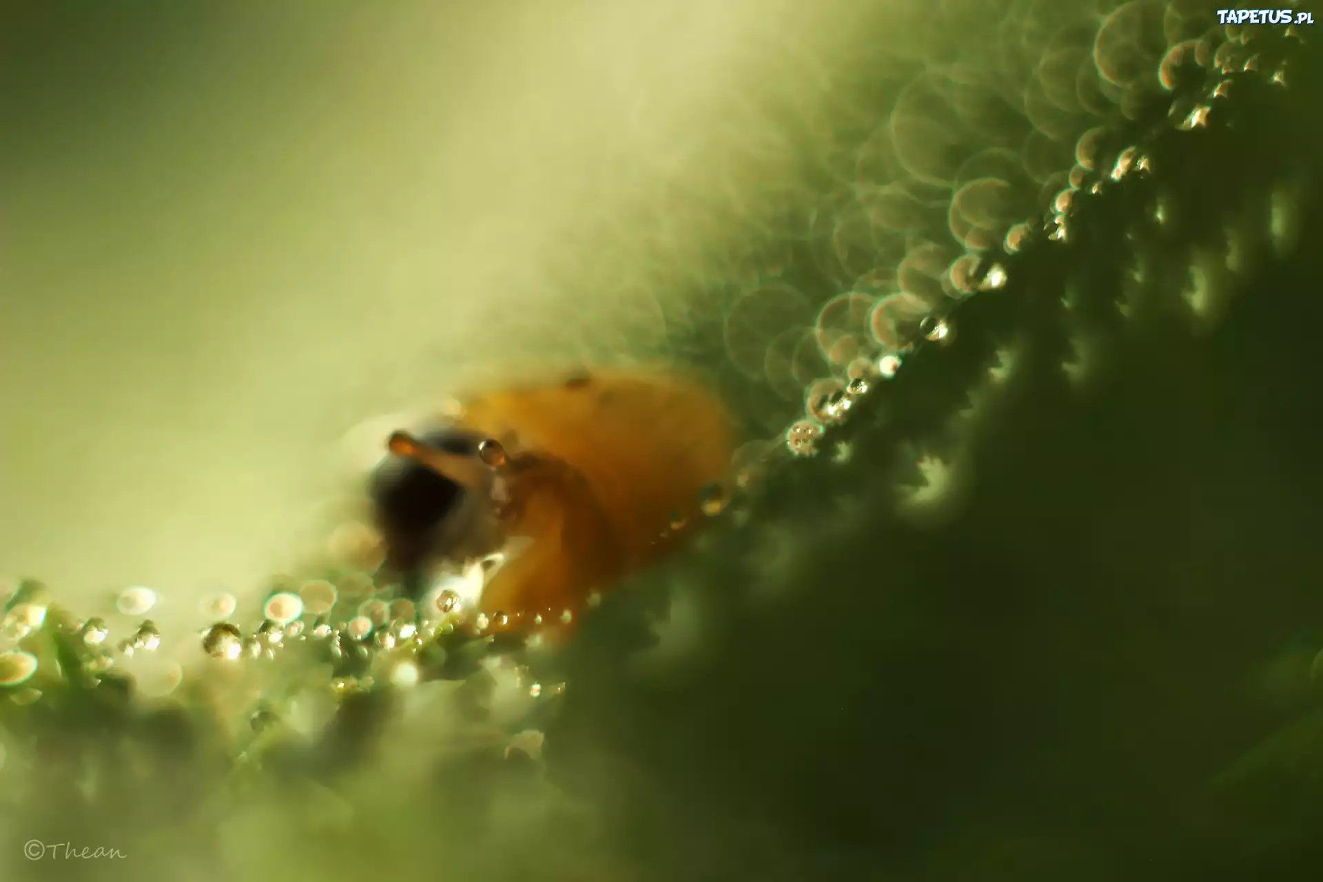 Ślimak, Bokeh, Oko