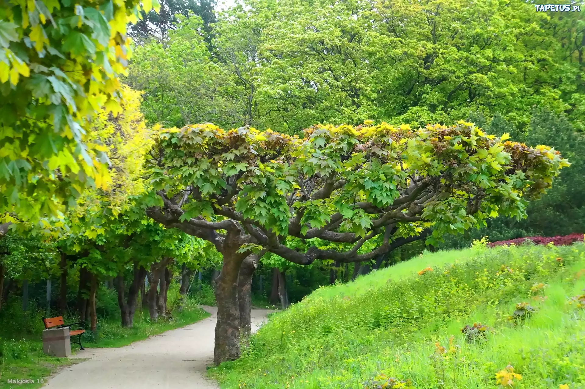 Park, Ścieżka, Drzewa, Zieleń