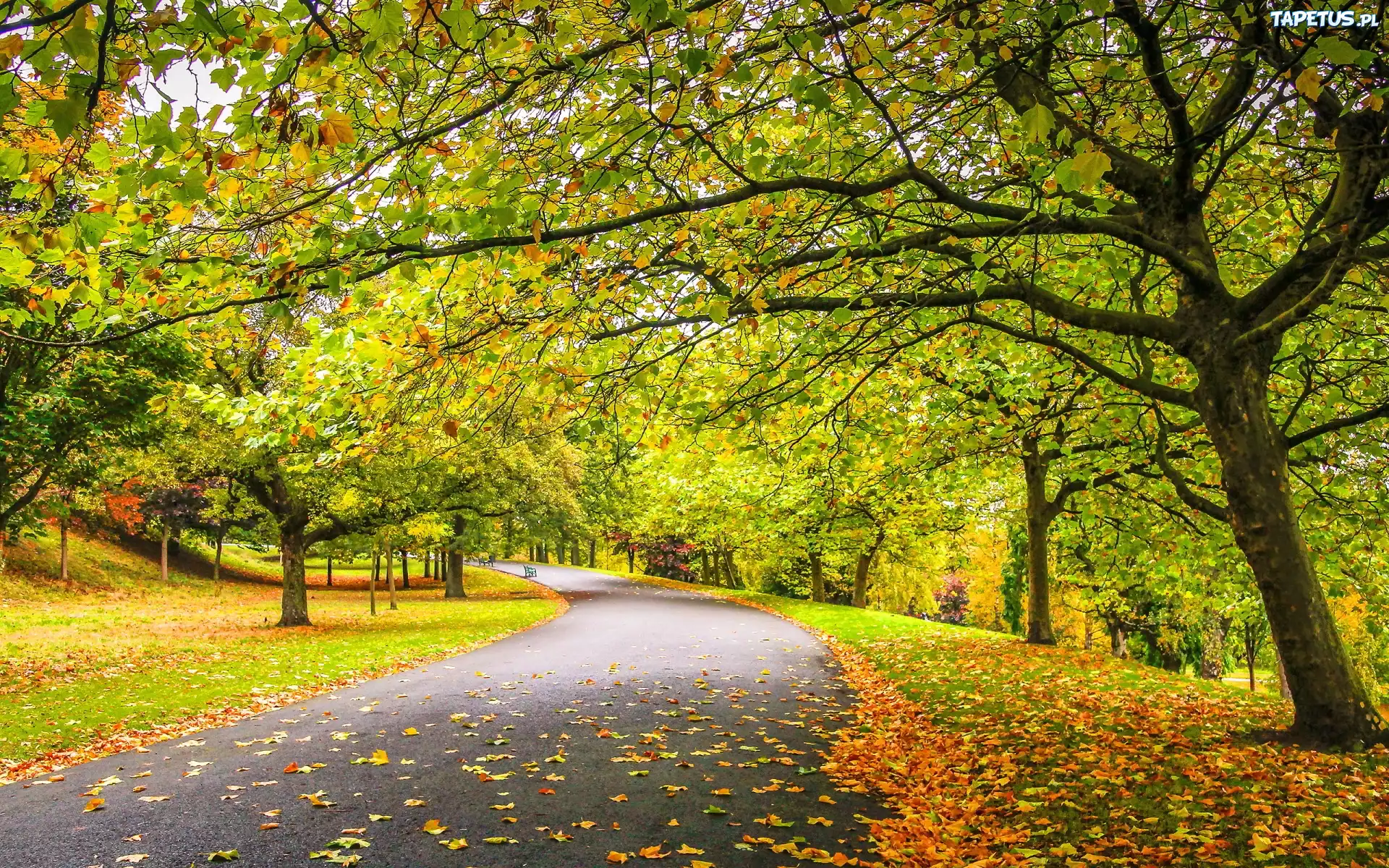 Jesień, Park, Alejka