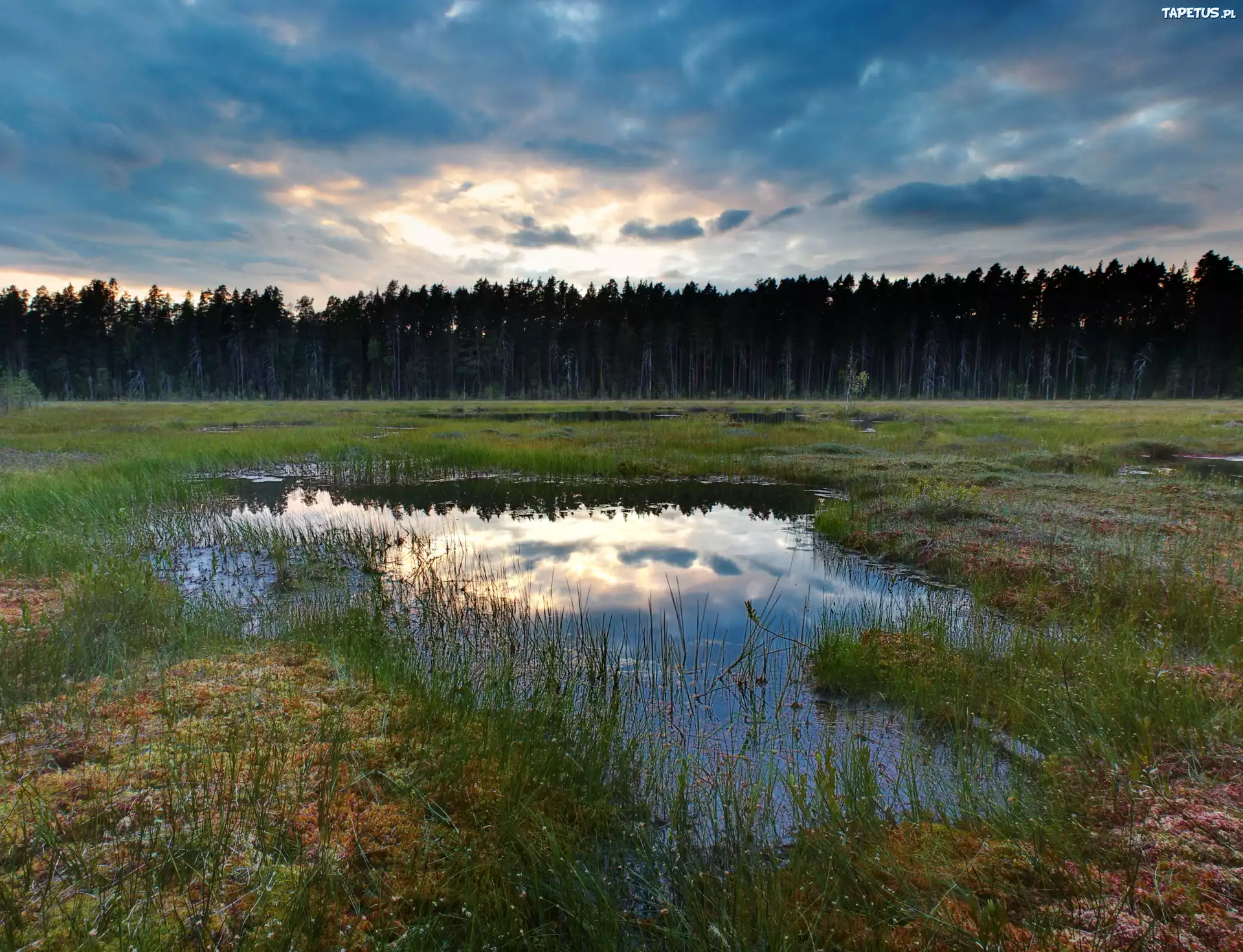 Bagno, Las, Rośliny