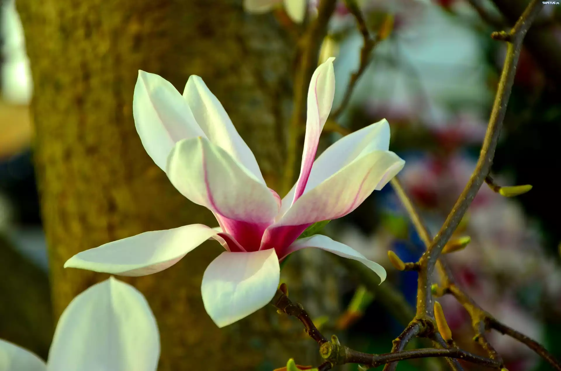 Magnolia, Kwiat, Wiosna