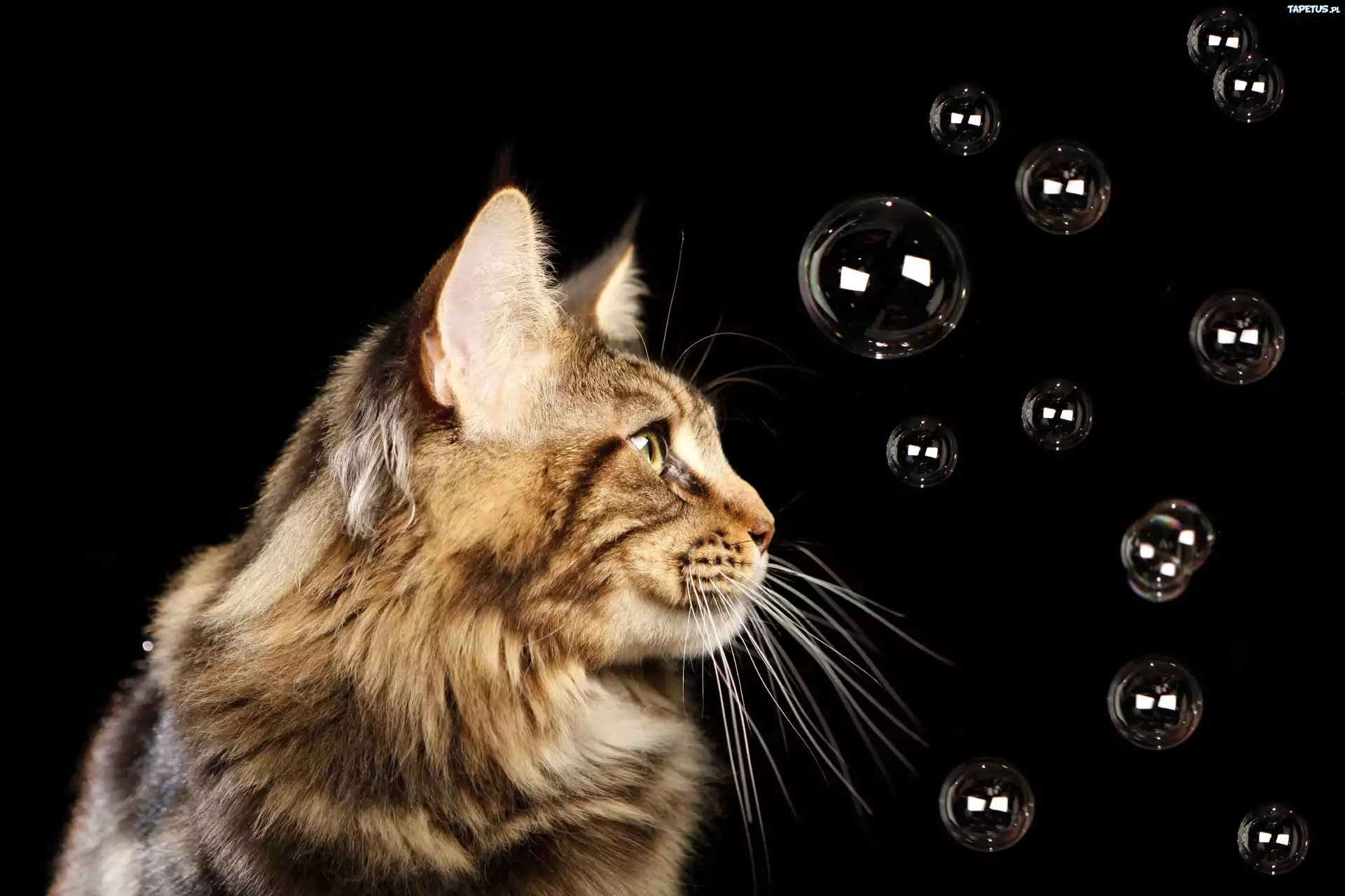 Kot, Maine, Coon, Bańki