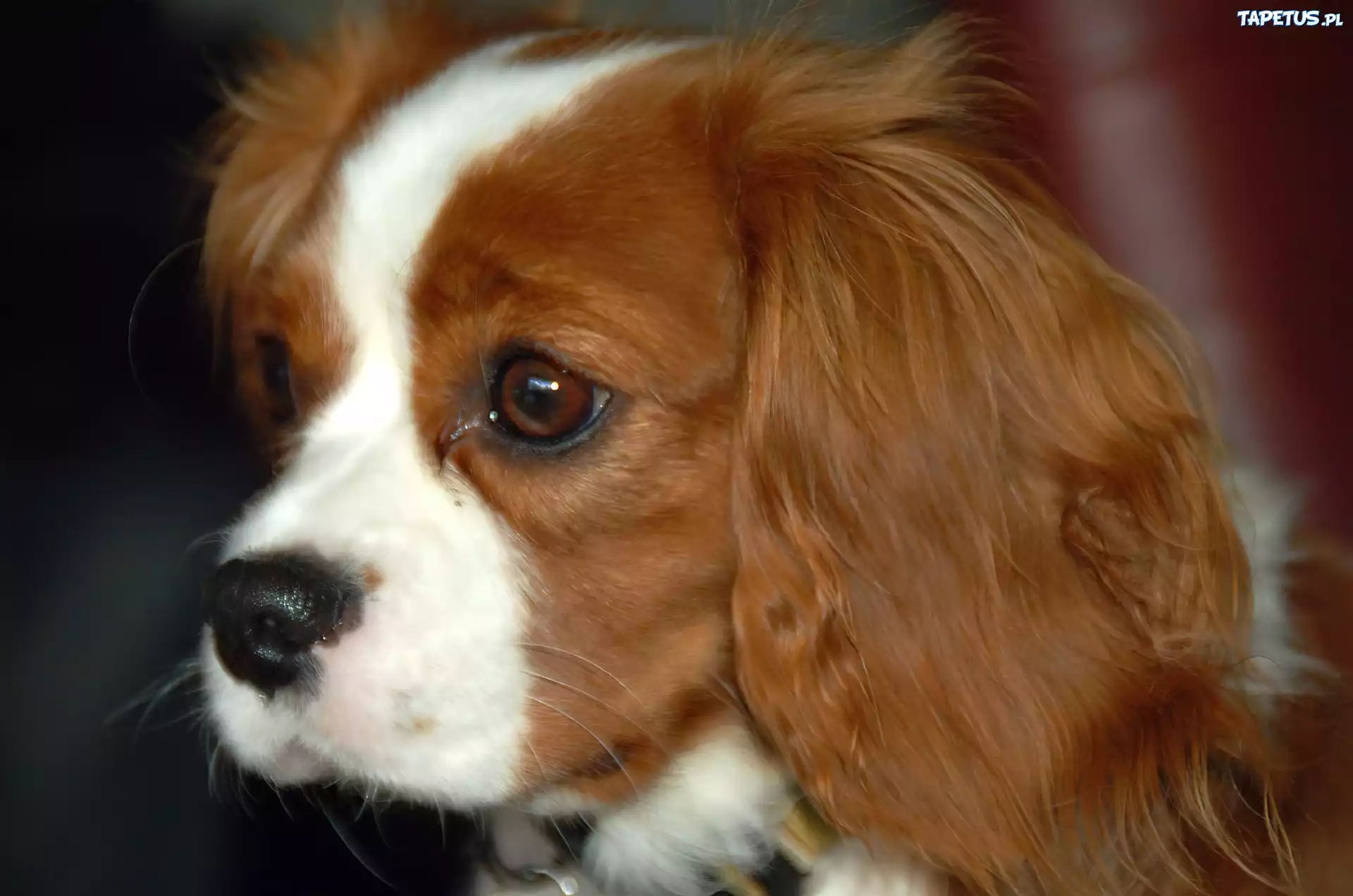 Rudo-biały, King Charles Spaniel