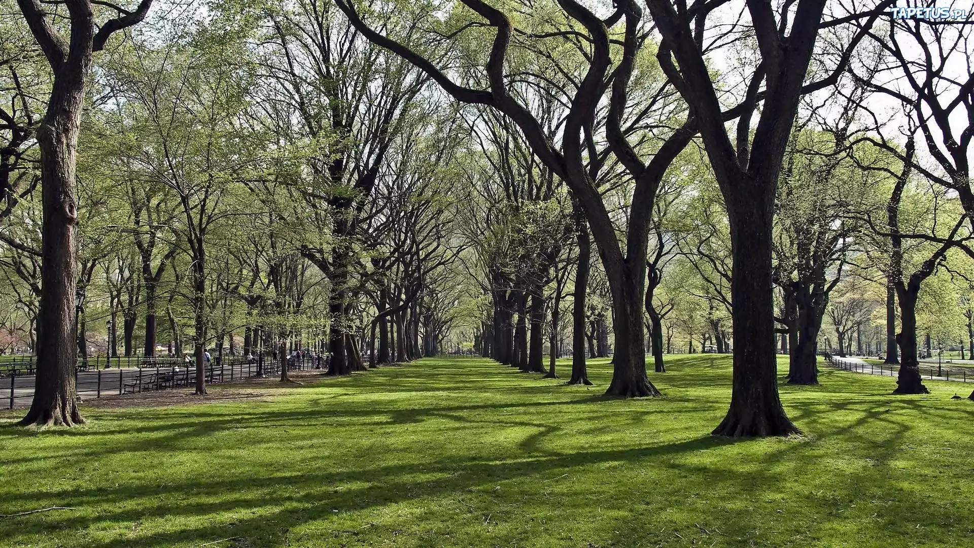 Park, Alejki, Trawa, Przebijające, Światło