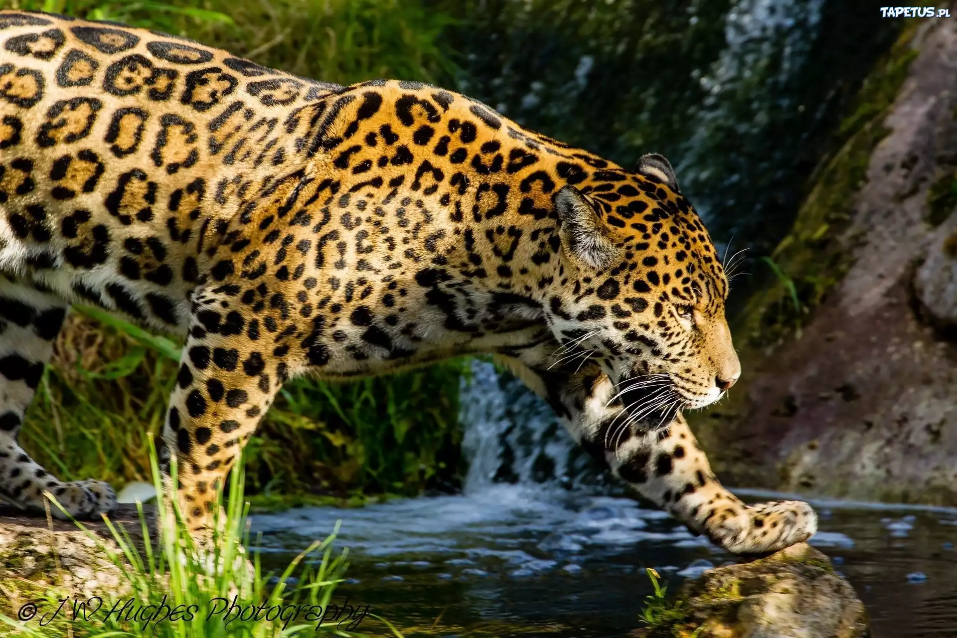 Piękny, Jaguar, Woda