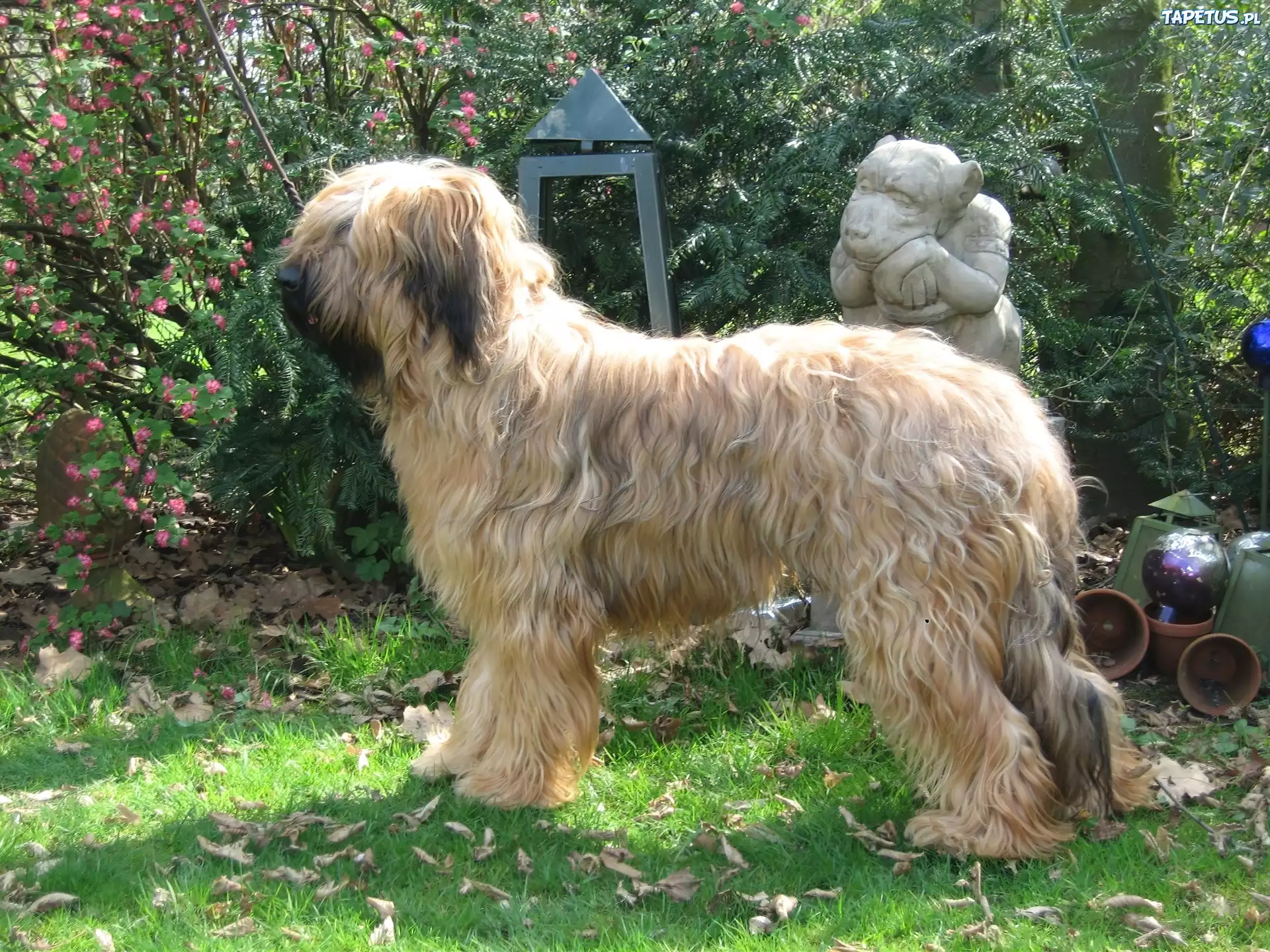 Owczarek francuski Briard